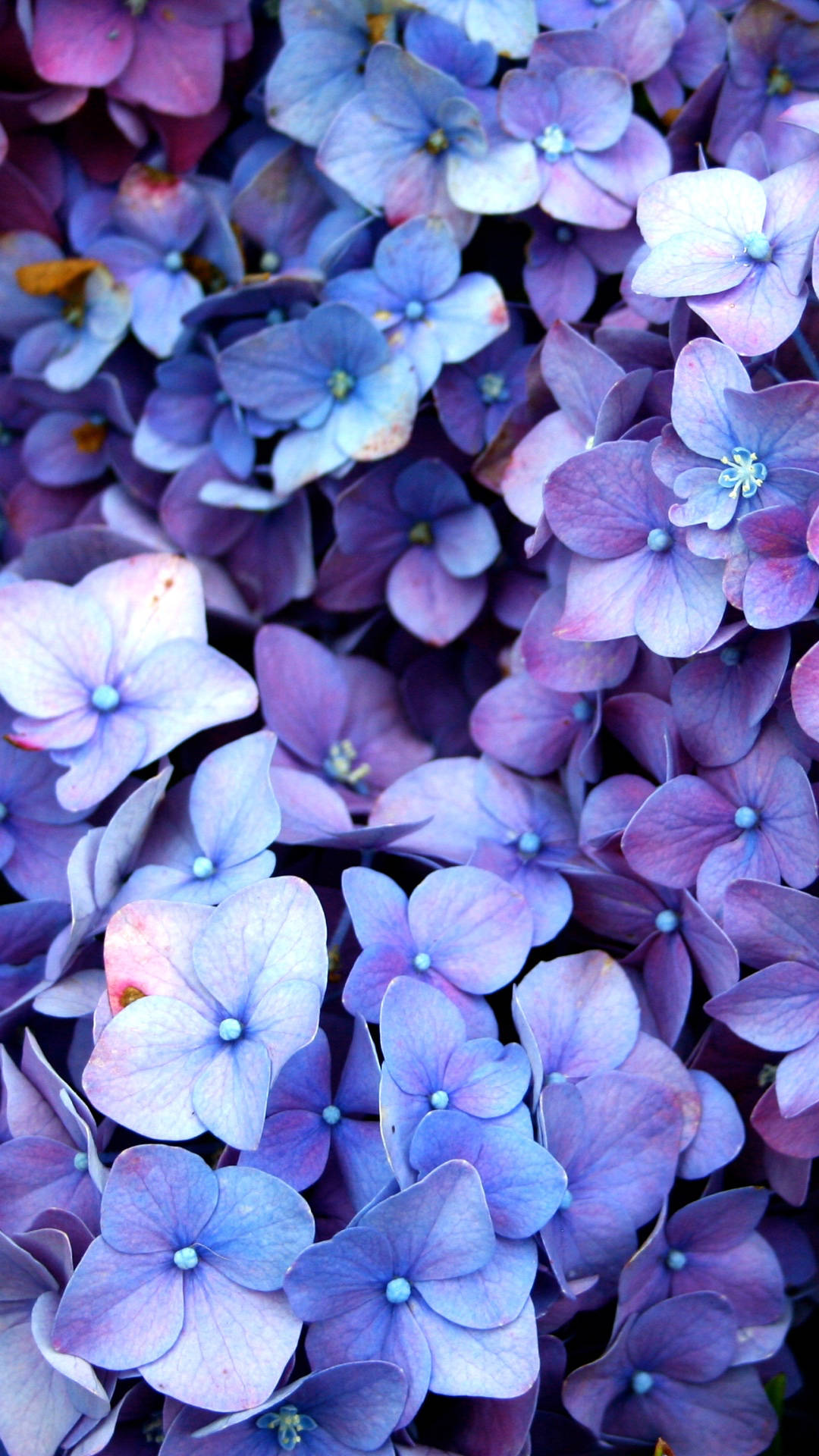hydrangea, lavender, periwinkle, Full HD Phone Wallpaper