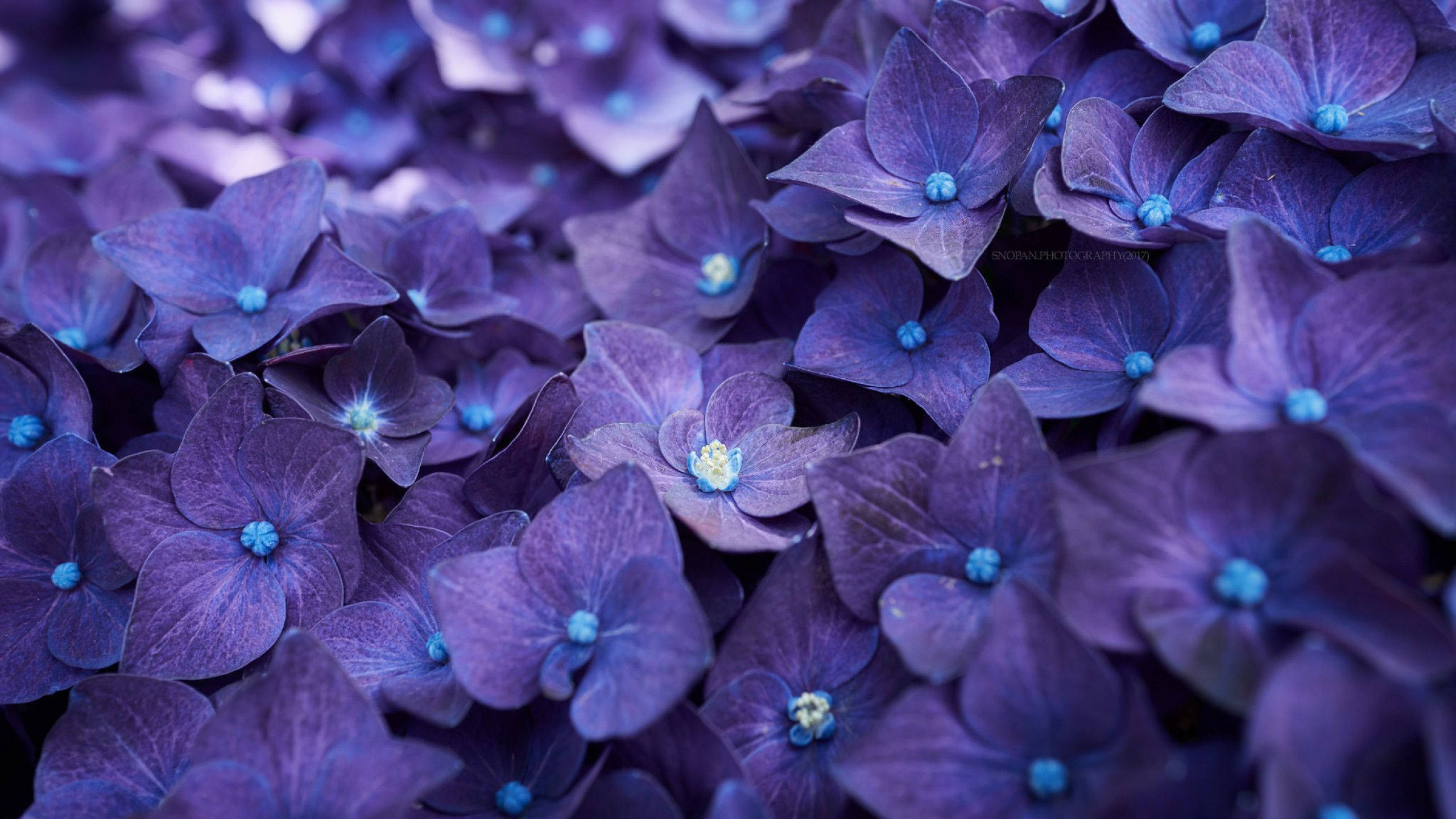 striking purple hydrangea flower, deep purple hydrangea blossoms, delicate blue centers, 2K Desktop Wallpaper