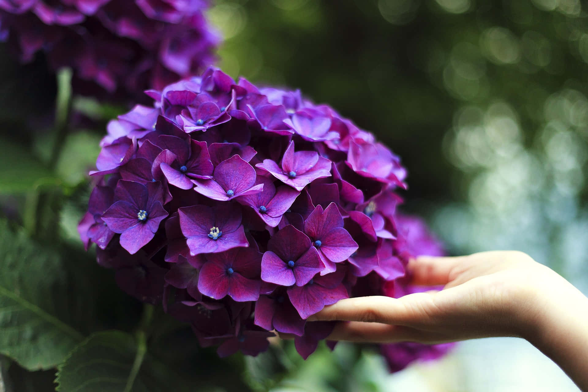 French hydrangea, deep purple hydrangeas, hand, Full HD Desktop Wallpaper