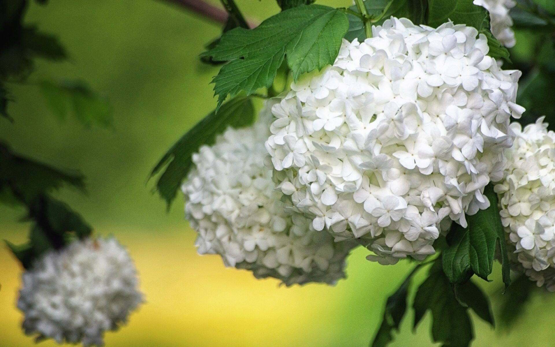 white hydrangea flowers, green leaves, soft blurred background, Full HD Desktop Wallpaper