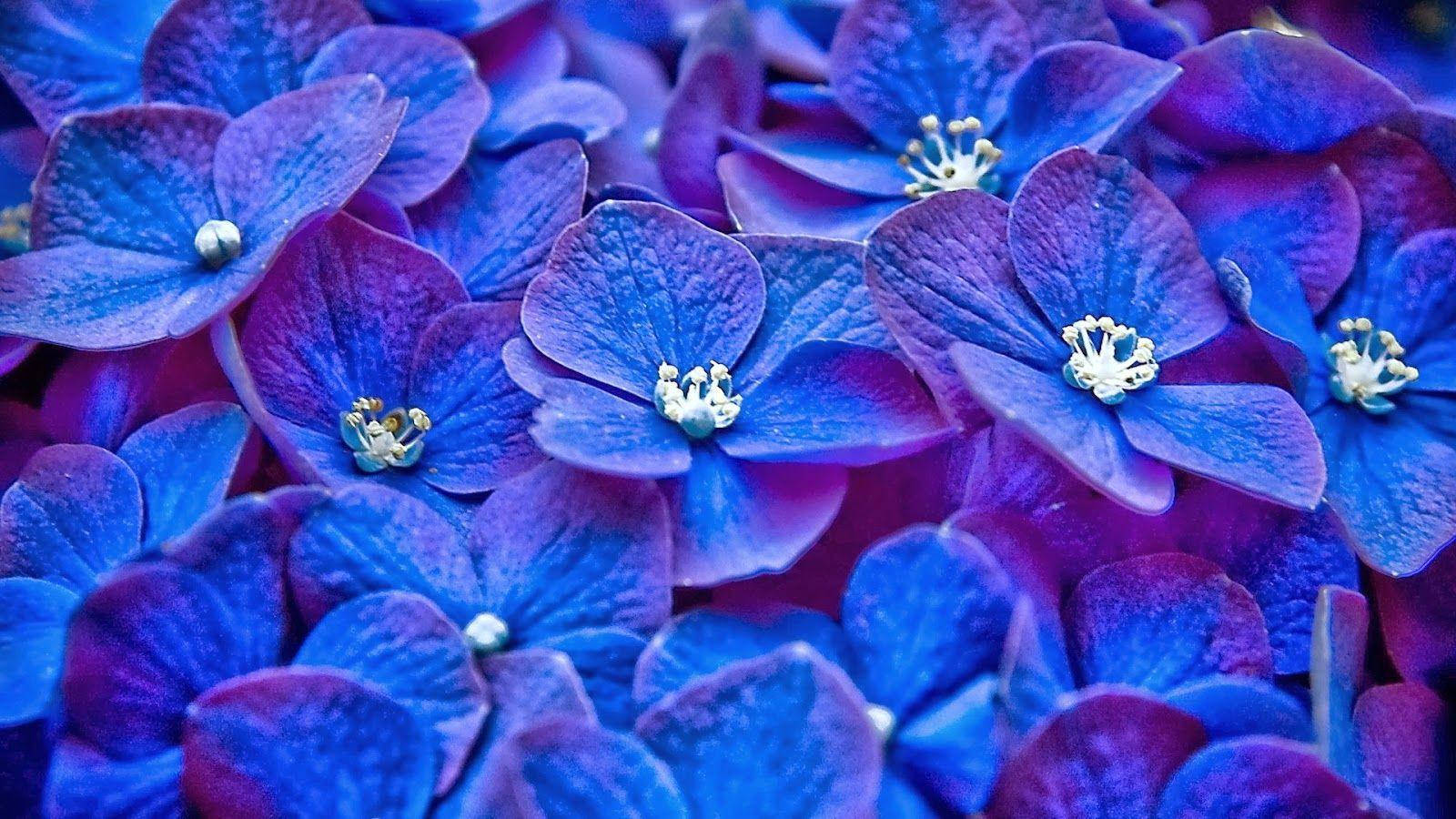 blue flower background, French hydrangeas, vibrant blue and purple hydrangea blossoms, HD Desktop Wallpaper