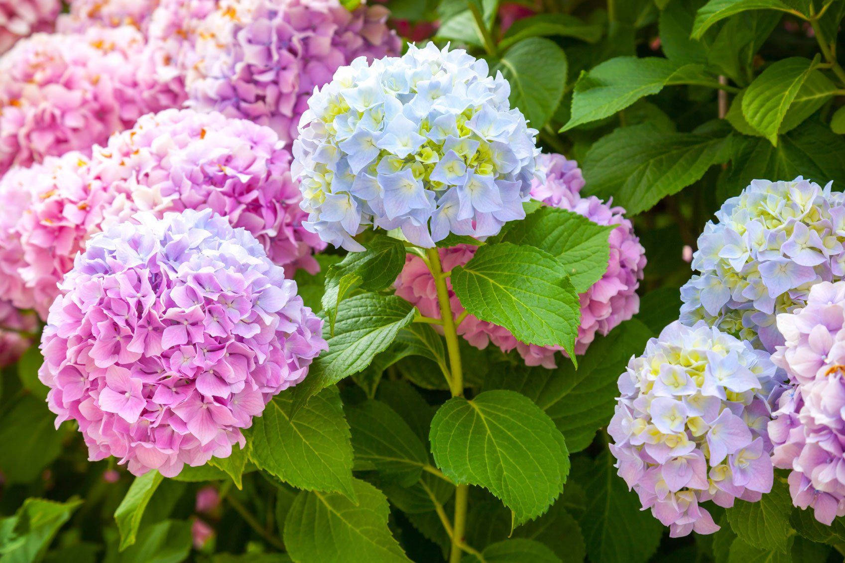 bright pink hydrangea flowers, light blue hydrangea flowers, lush green leaves, HD Desktop Wallpaper