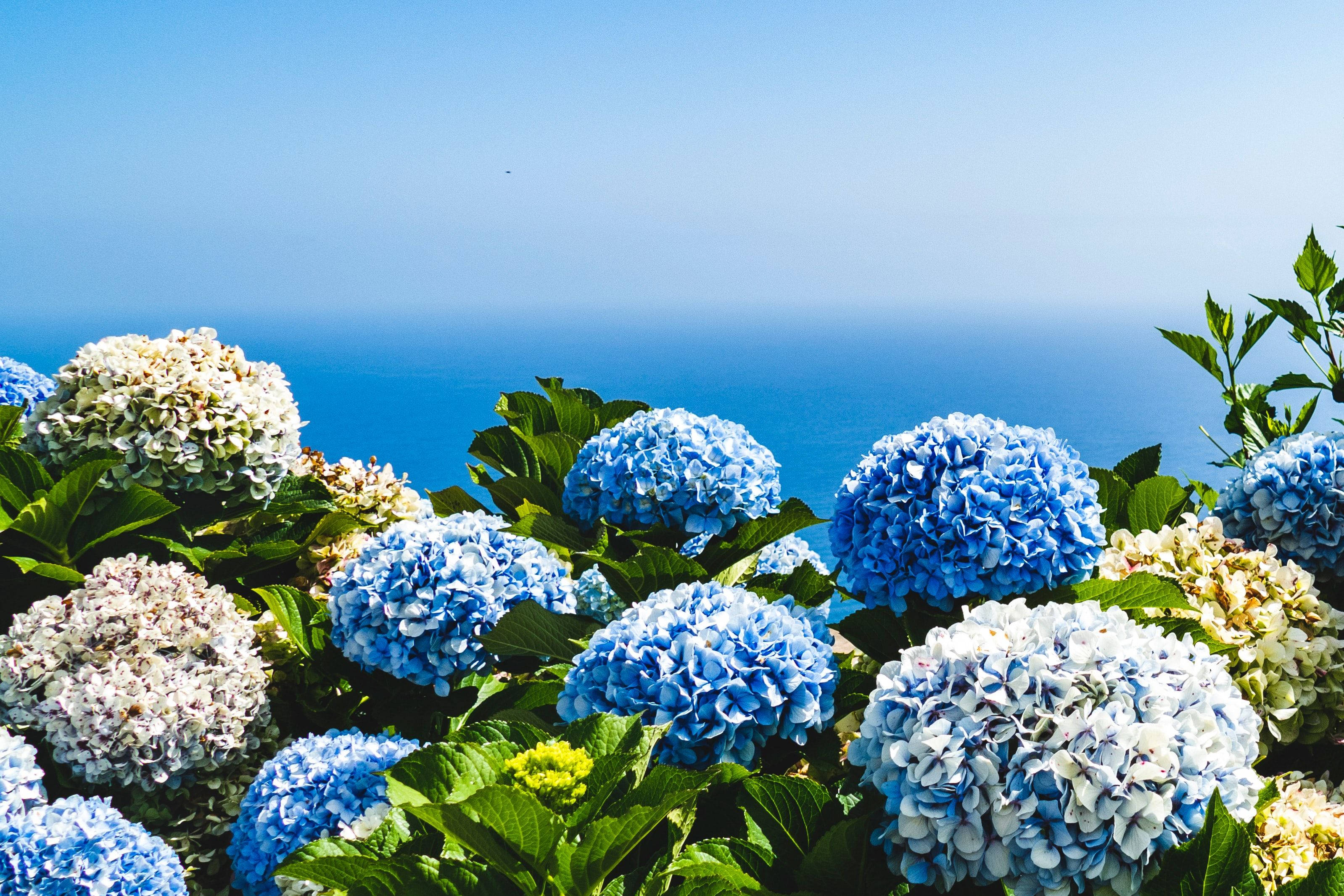 blue hydrangea flowers, sea, clear blue sky, 2K Desktop Wallpaper