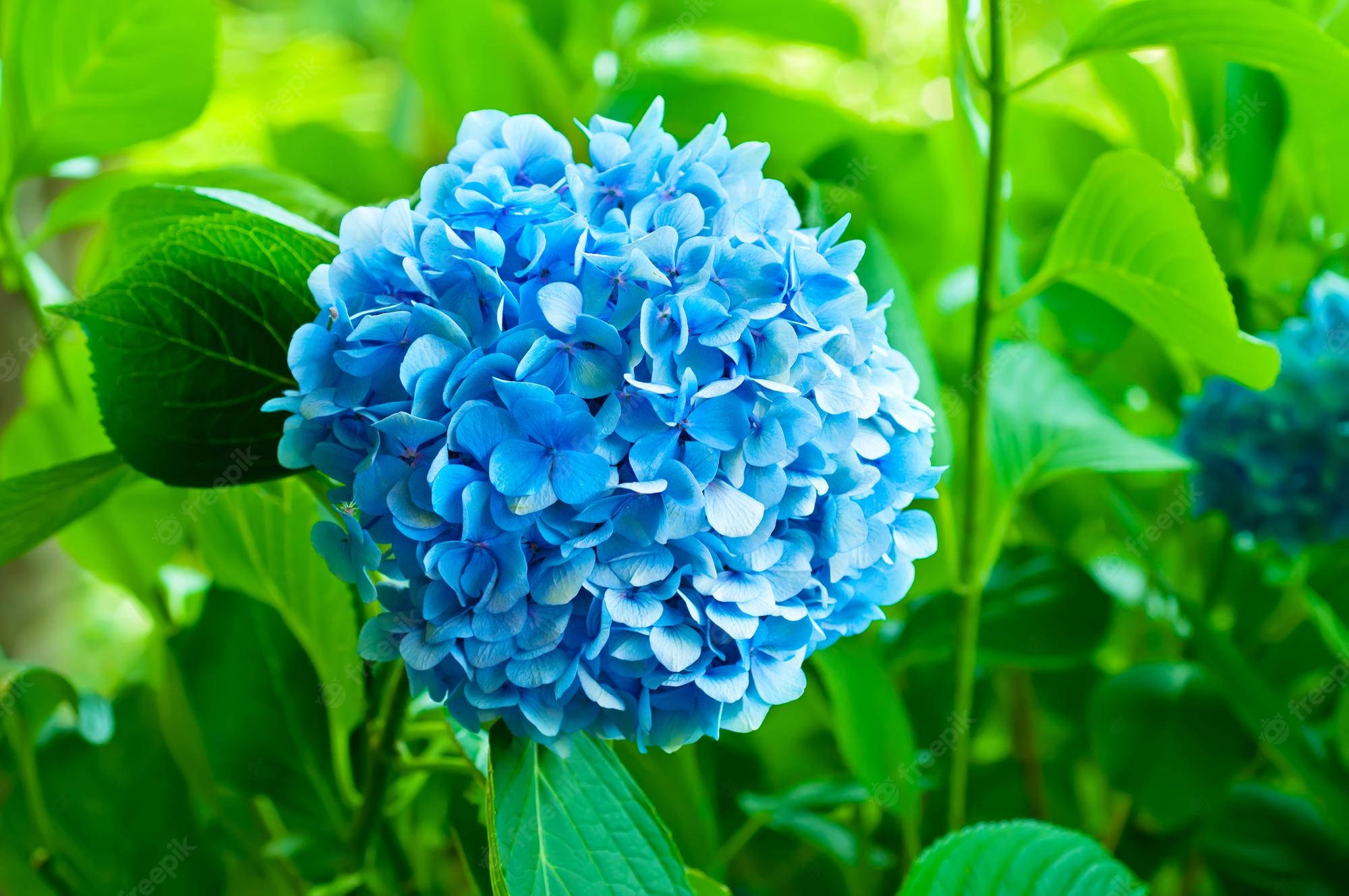 blue hydrangea flower, lush green leaves, bright daylight, Full HD Desktop Wallpaper