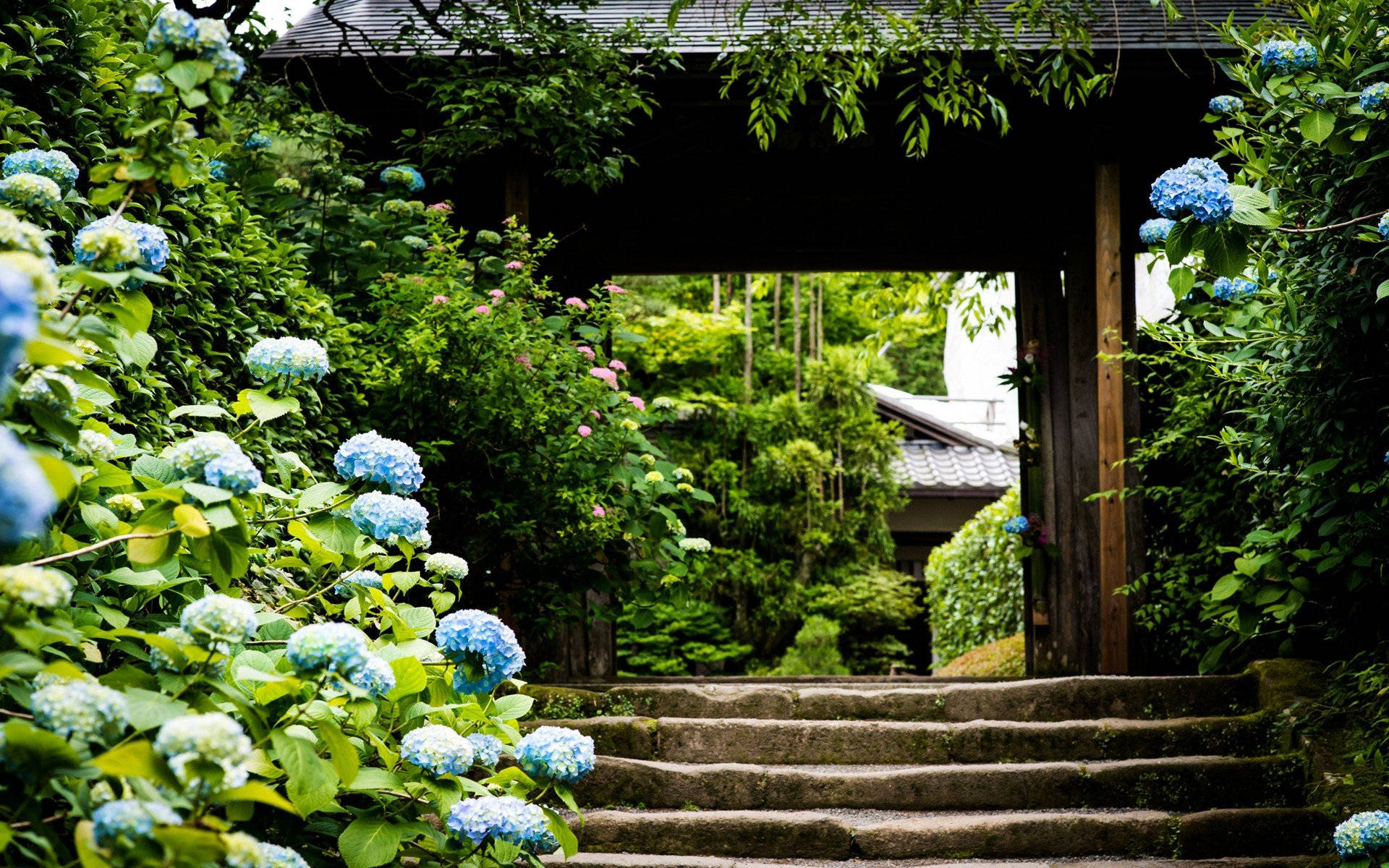 blue hydrangea flowers, stone steps, wooden gate, Full HD Desktop Wallpaper
