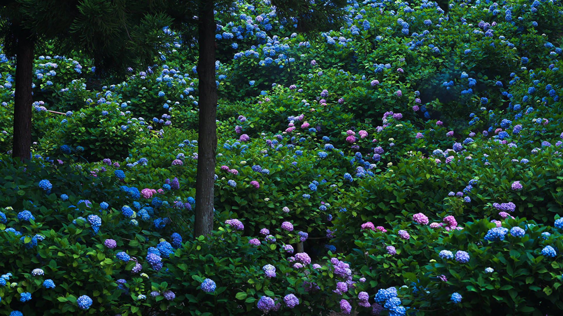 hydrangea flowers, forest, blue hydrangeas, Full HD Desktop Wallpaper