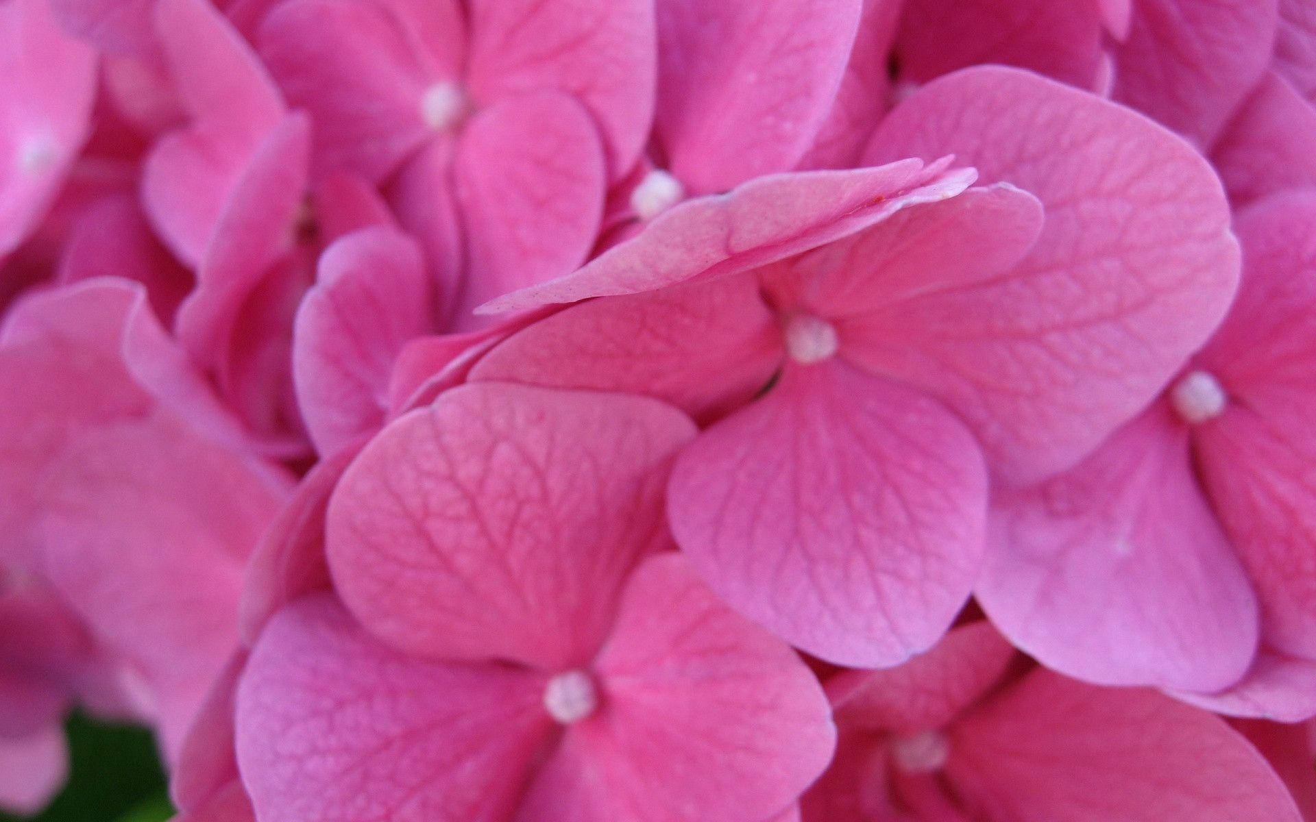 pink hydrangea blossoms, delicate veined petals, soft natural lighting, Full HD Desktop Wallpaper