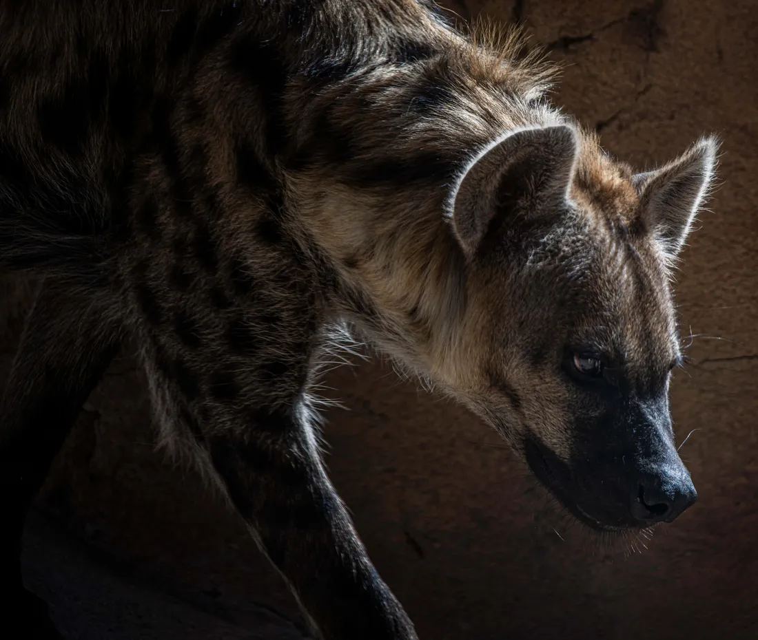 Hyena