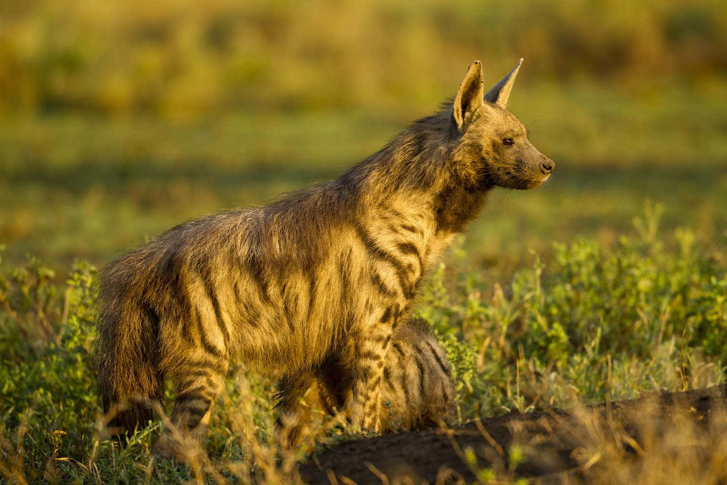 brown hyena, striped hyena, golden grassland, HD Desktop Wallpaper