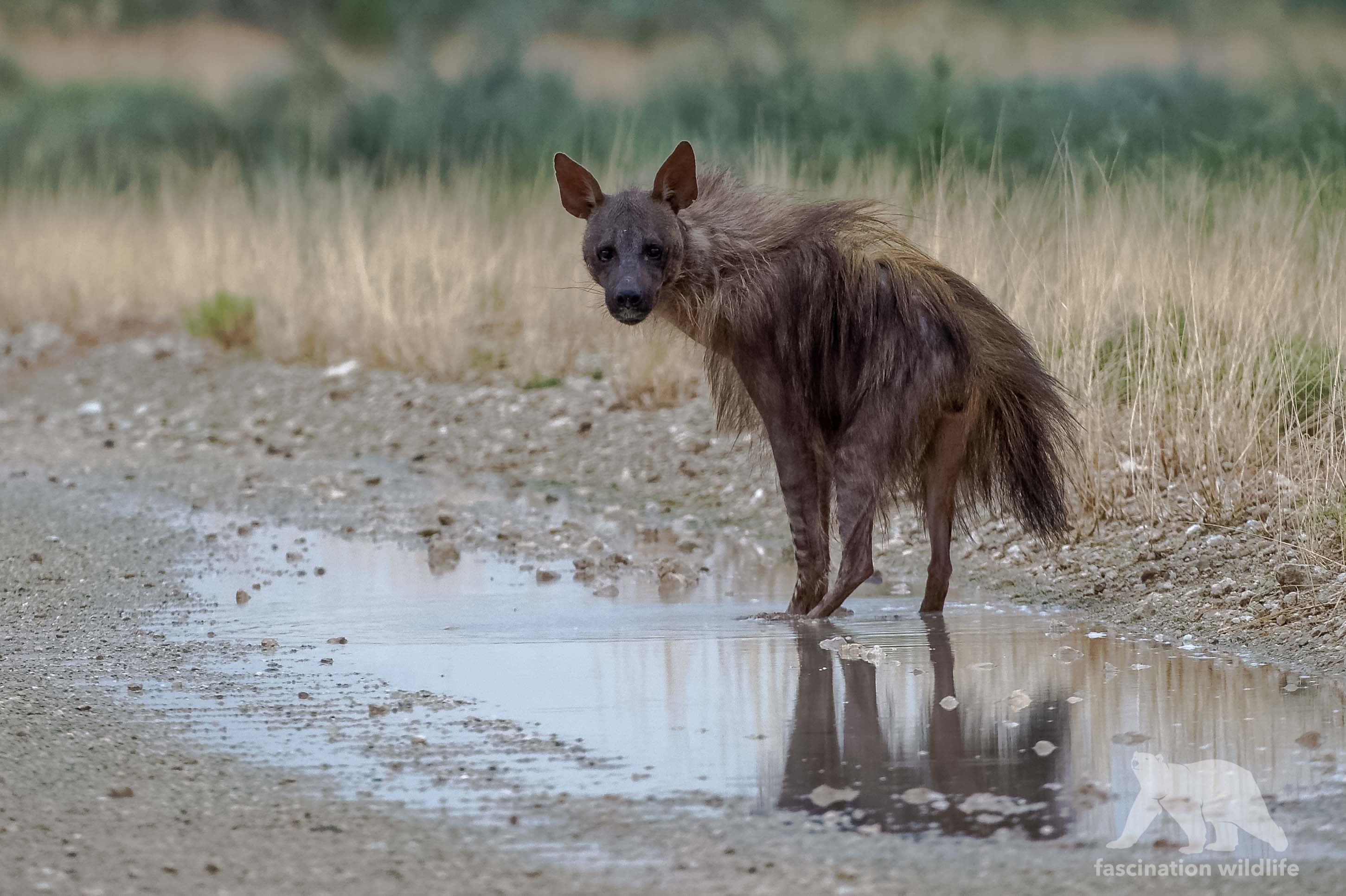 brown hyena, muddy puddle, dirt road, 2K Desktop Wallpaper
