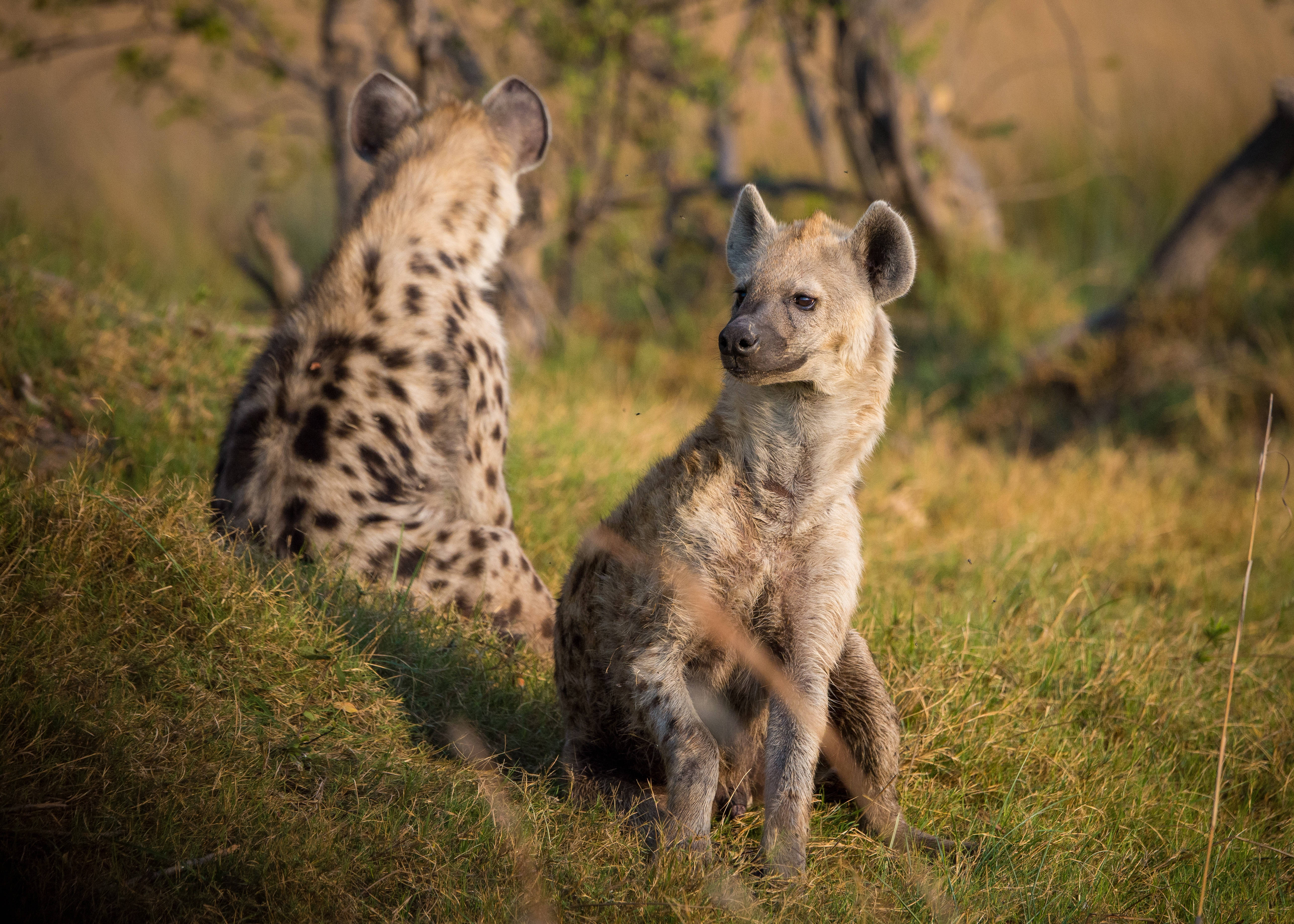 spotted hyenas, golden grass, warm sunlight, 5K Desktop Wallpaper