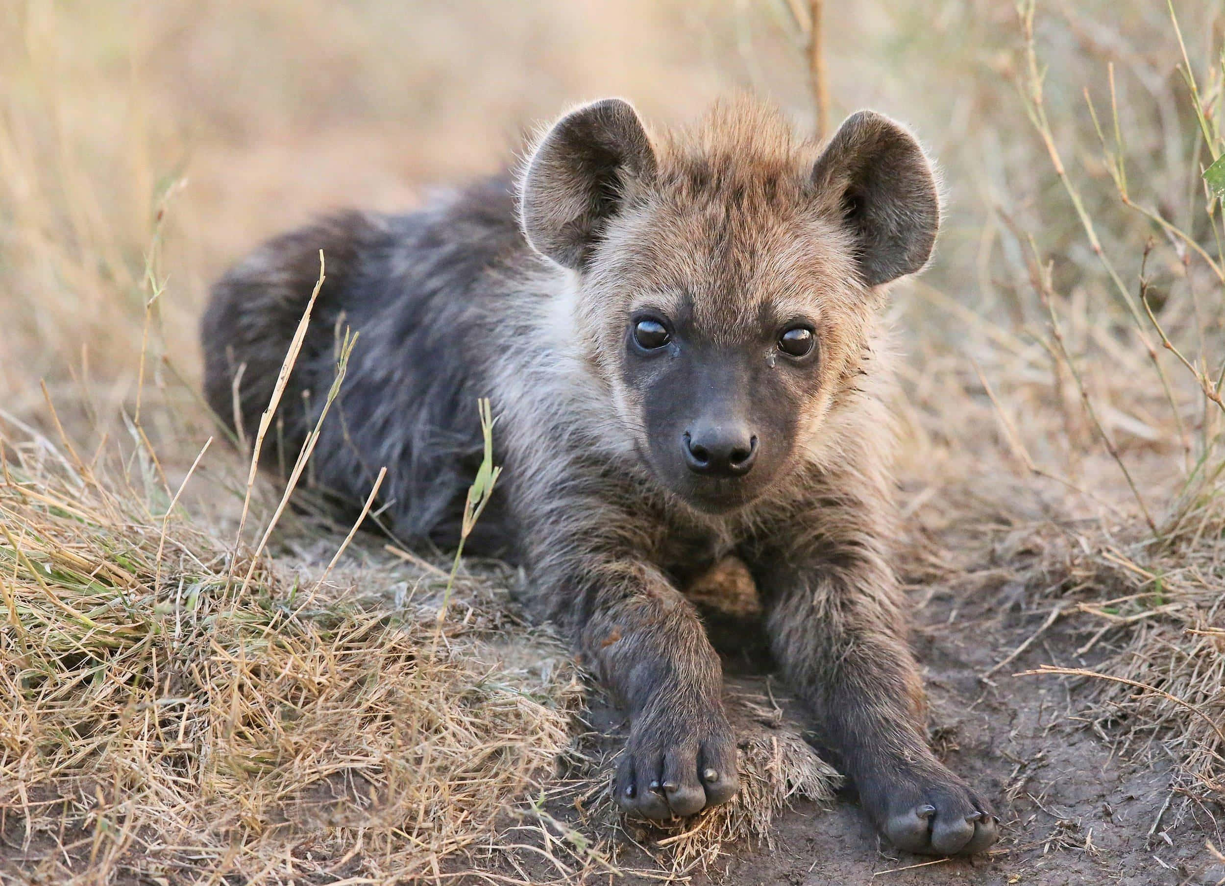 baby hyena, dark eyes, dry grass, Full HD Desktop Wallpaper