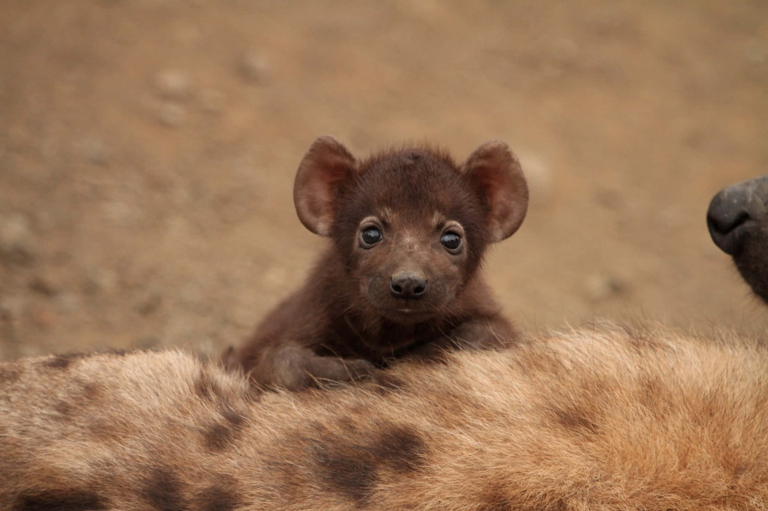 brown hyena pup, mother, spotted back, Full HD Desktop Wallpaper