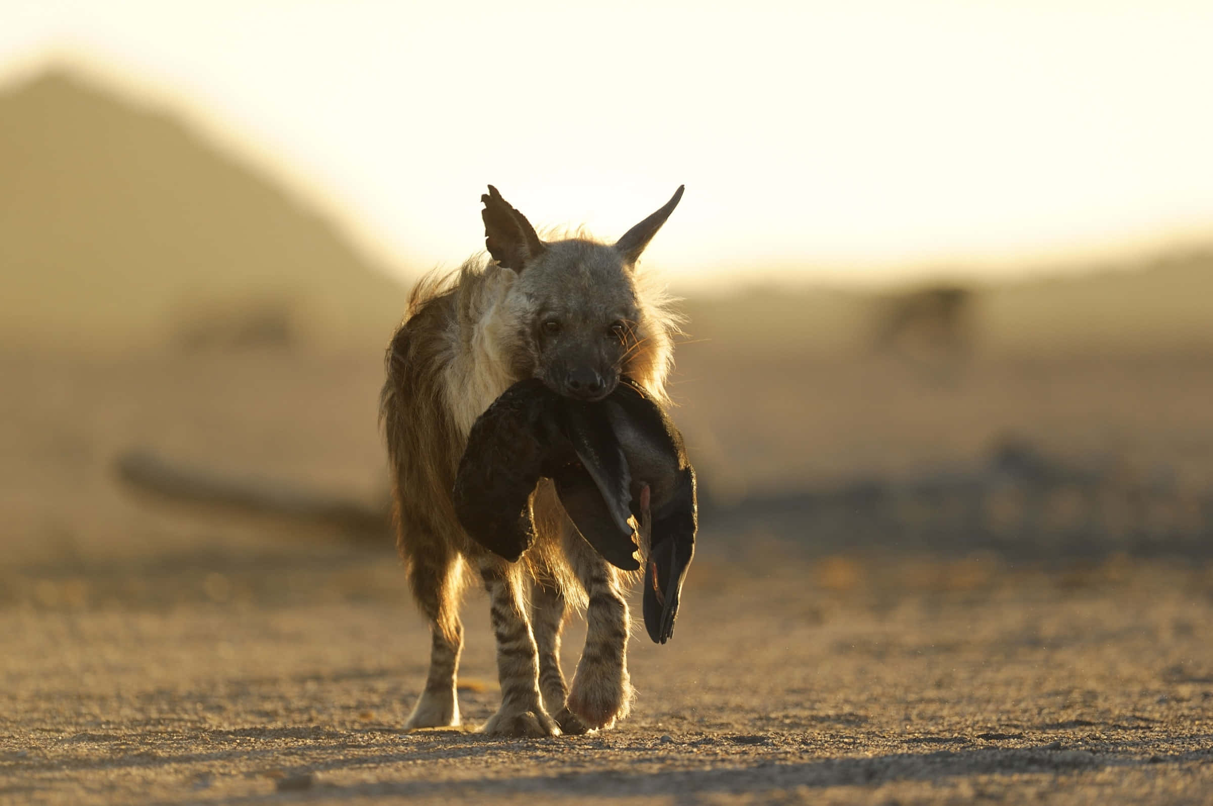 brown hyena, dusk, golden sunset, Full HD Desktop Wallpaper