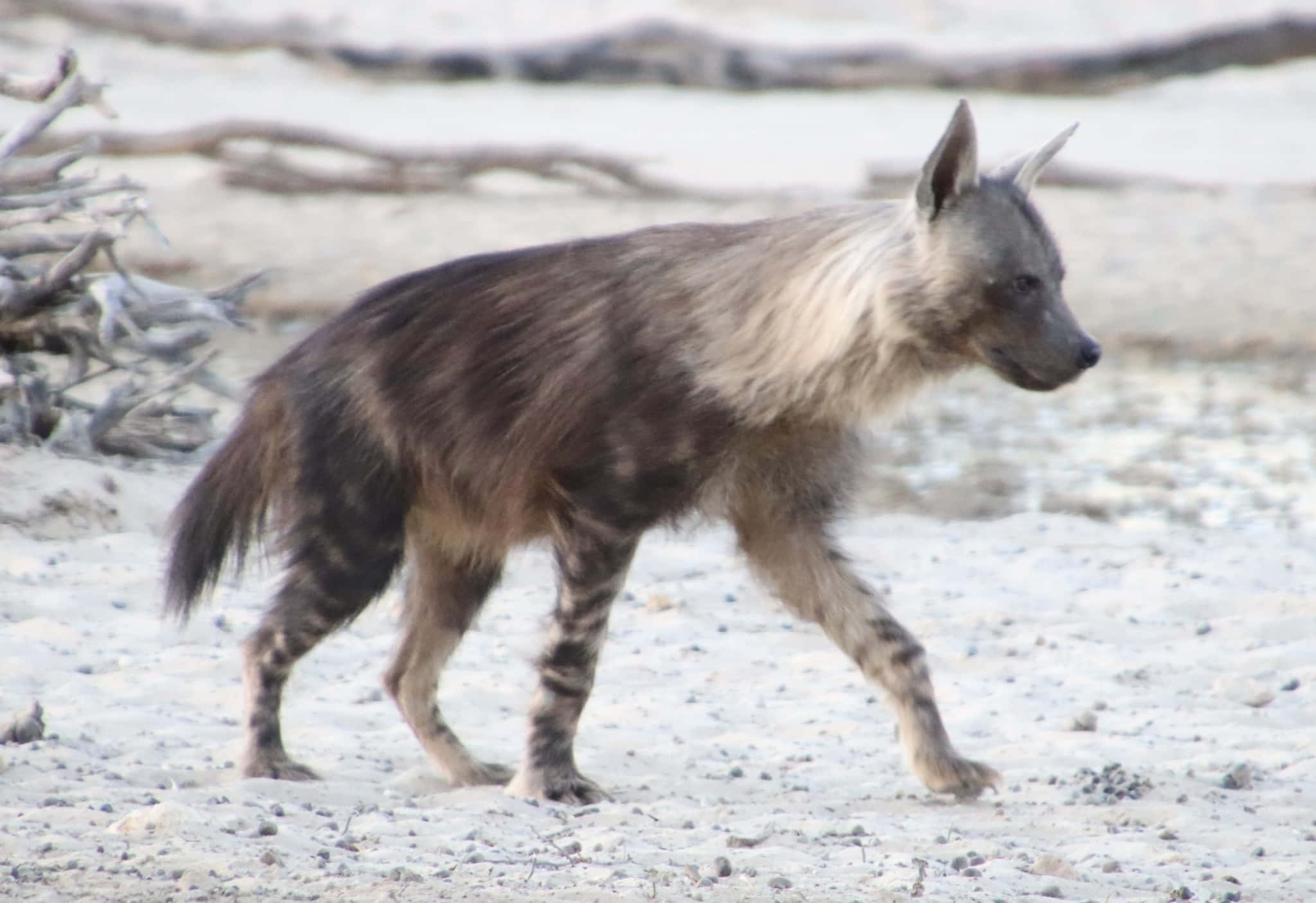 striped hyena, pale sandy terrain, driftwood, Full HD Desktop Wallpaper