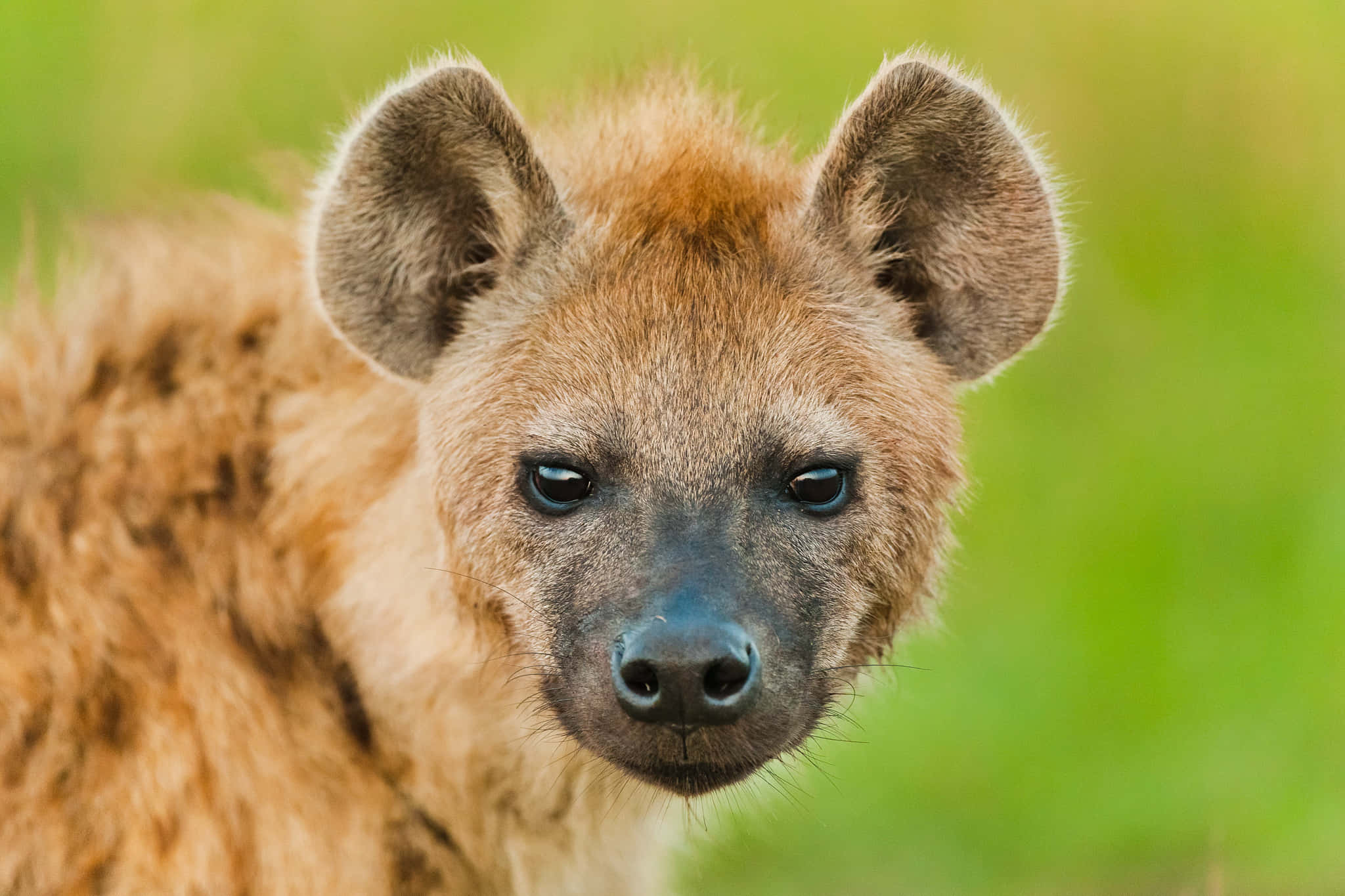 hyena, soft brown fur, dark eyes, Full HD Desktop Wallpaper