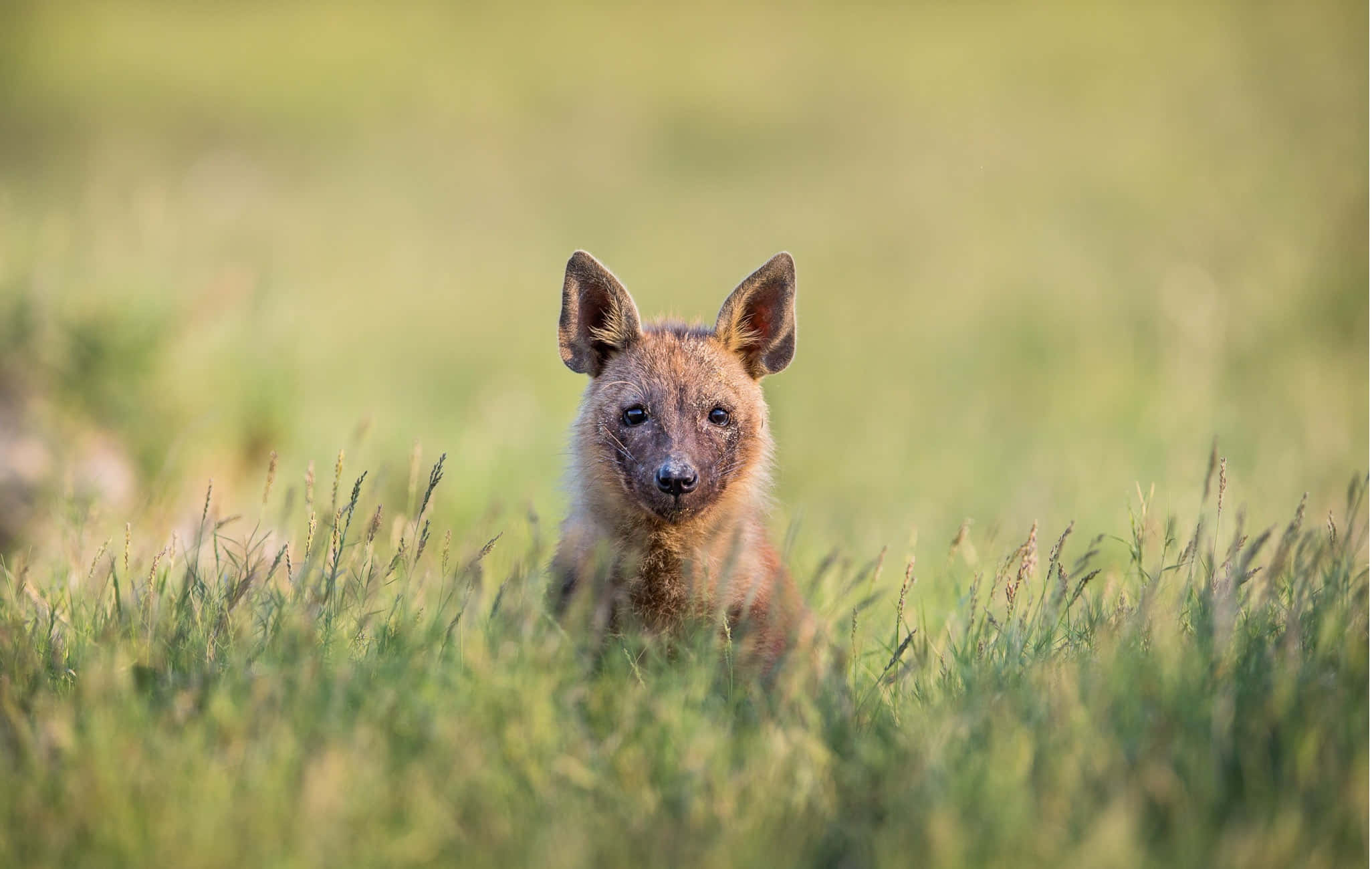 brown hyena, grassland, young hyena pup, Full HD Desktop Wallpaper
