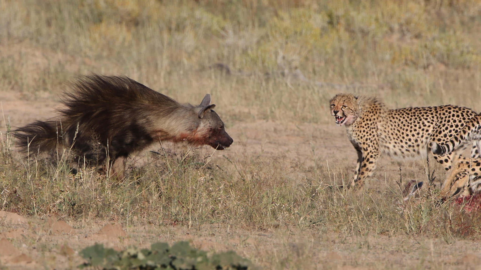 brown hyena, cheetah, bloody carcass, Full HD Desktop Wallpaper