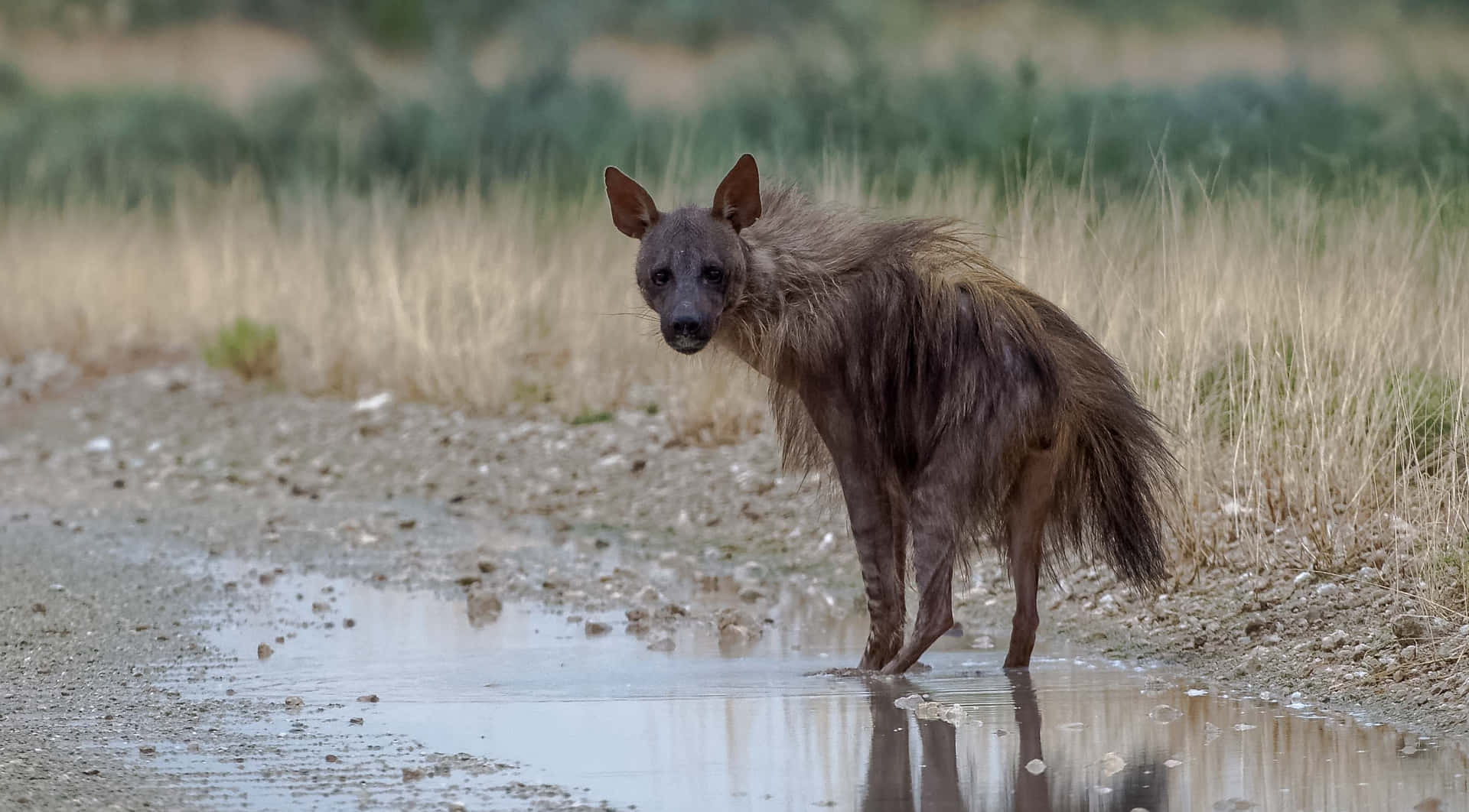 brown hyena, water puddle, muddy puddle, Full HD Desktop Wallpaper