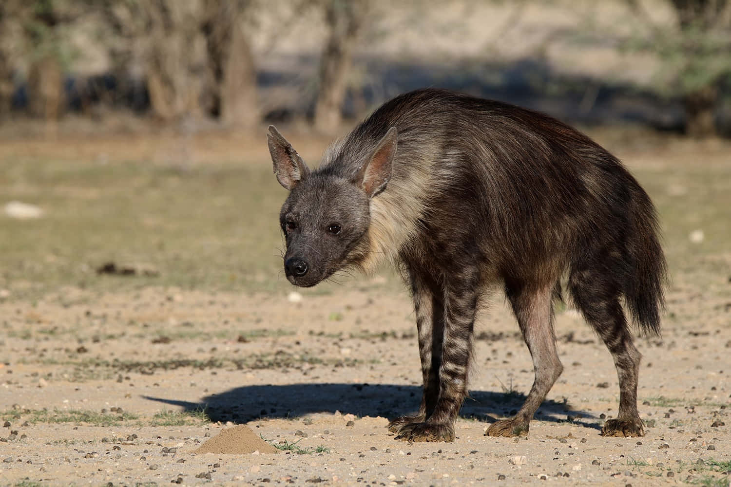 striped hyena, dry sandy ground, sparse grass, HD Desktop Wallpaper