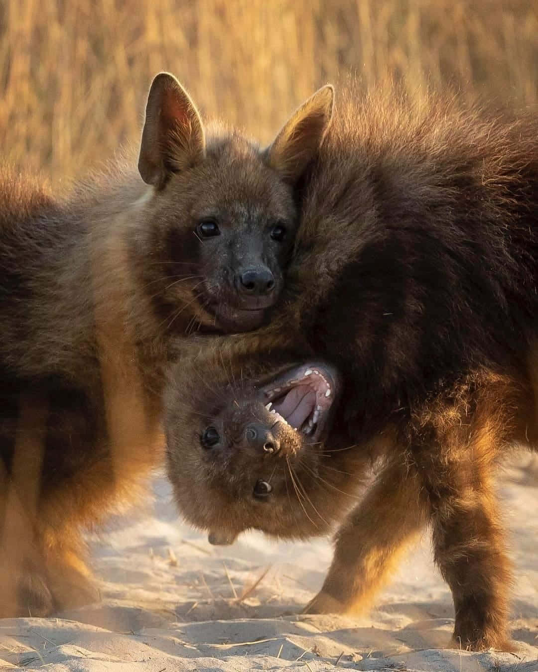 brown hyenas, playful tussle, golden sunlight, HD Phone Wallpaper