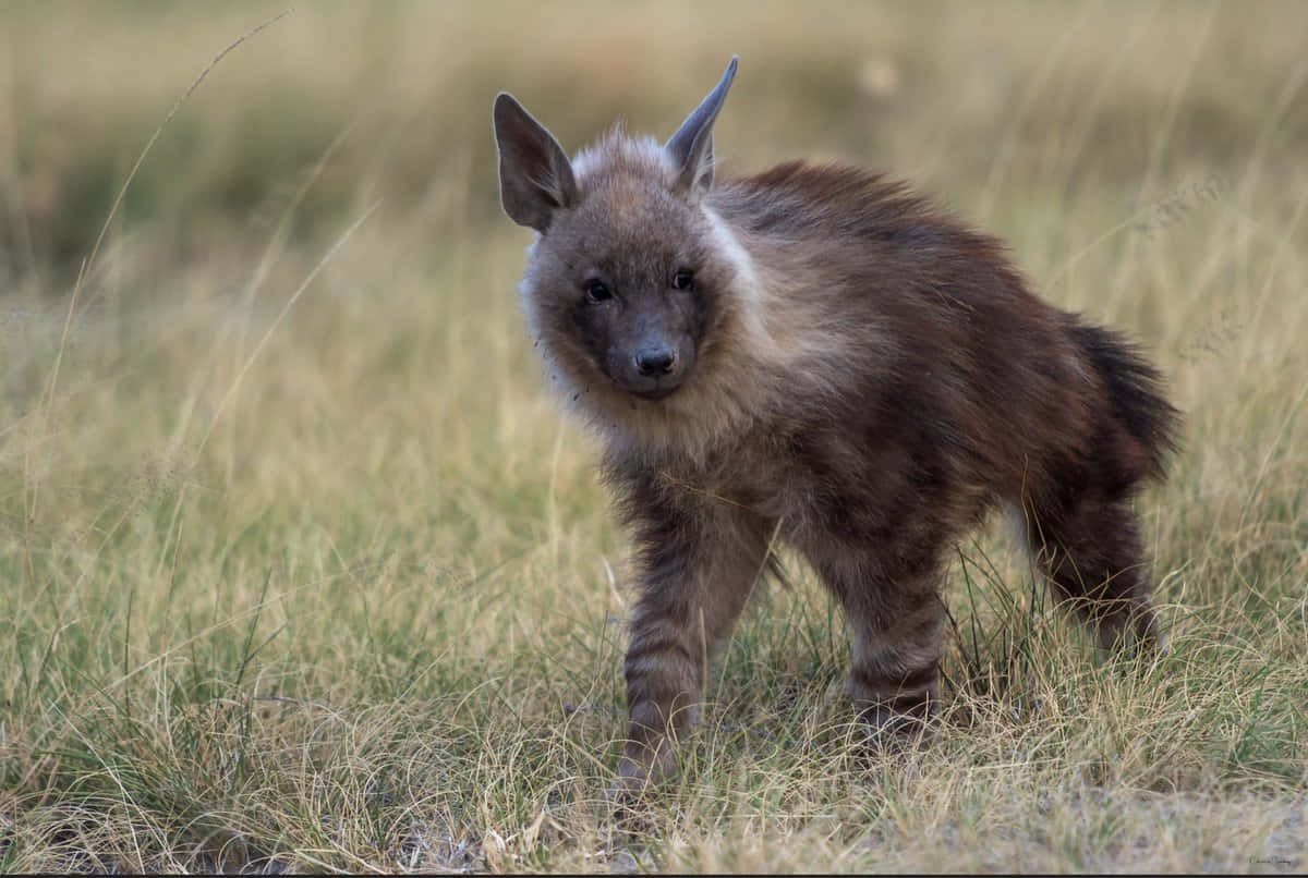 brown hyena, grassland, tall golden grass, SD Desktop Wallpaper