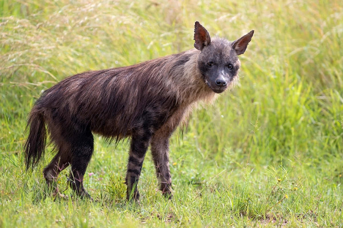 brown hyena, striped hyena, grassland, SD Desktop Wallpaper