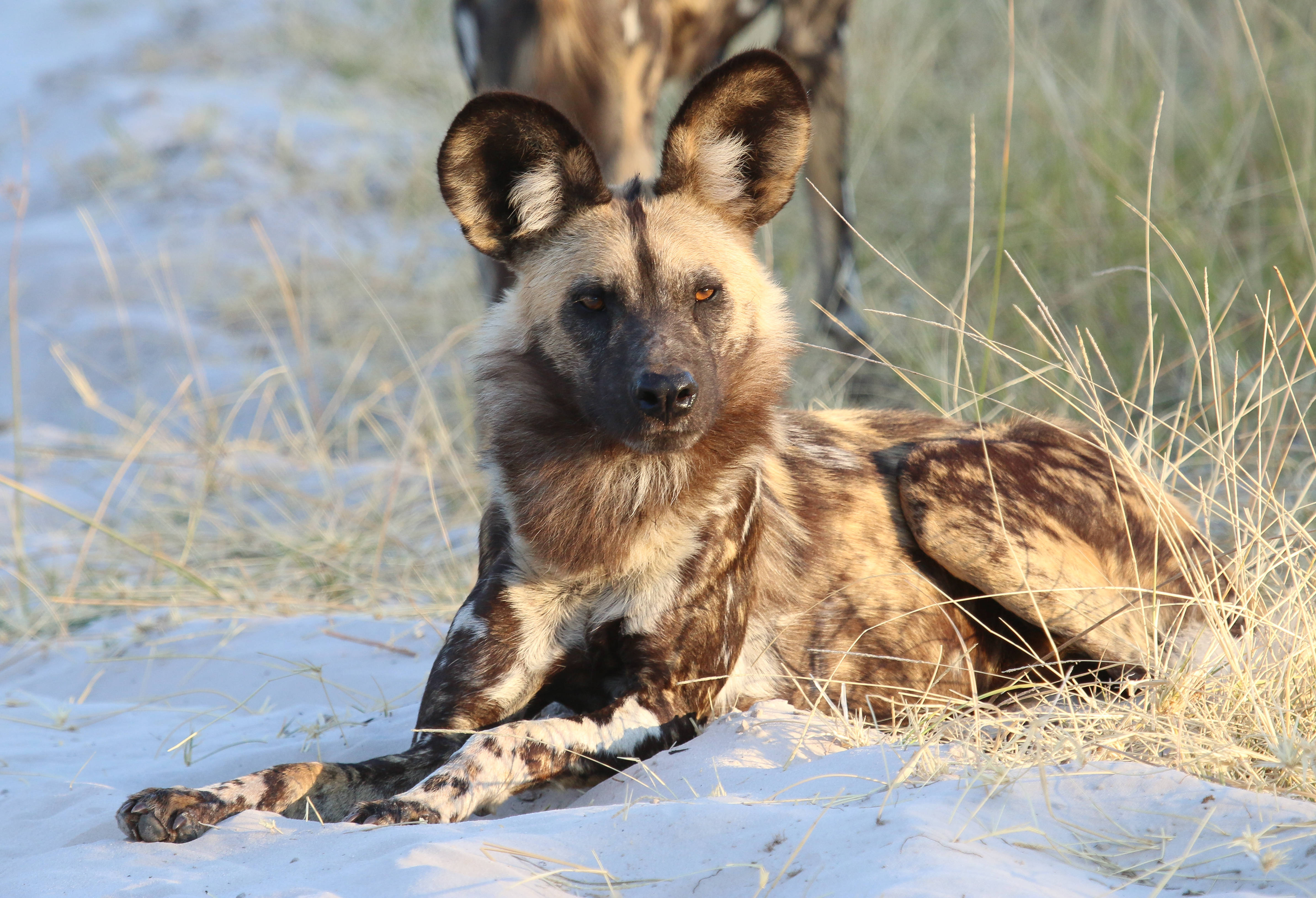Hyena, mottled brown and black fur, sandy ground, 4K Desktop Wallpaper