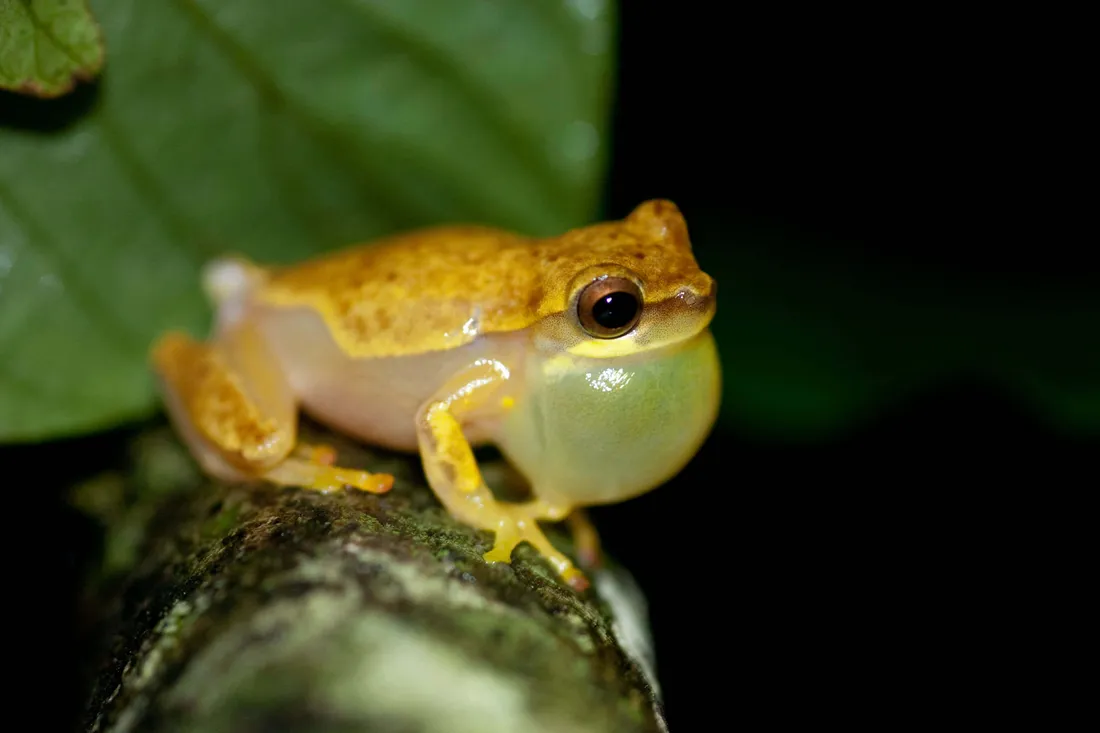 Hyla