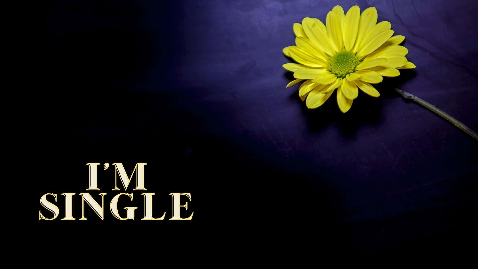 yellow daisy, dark purple textured surface, bold gold text, Full HD Desktop Wallpaper