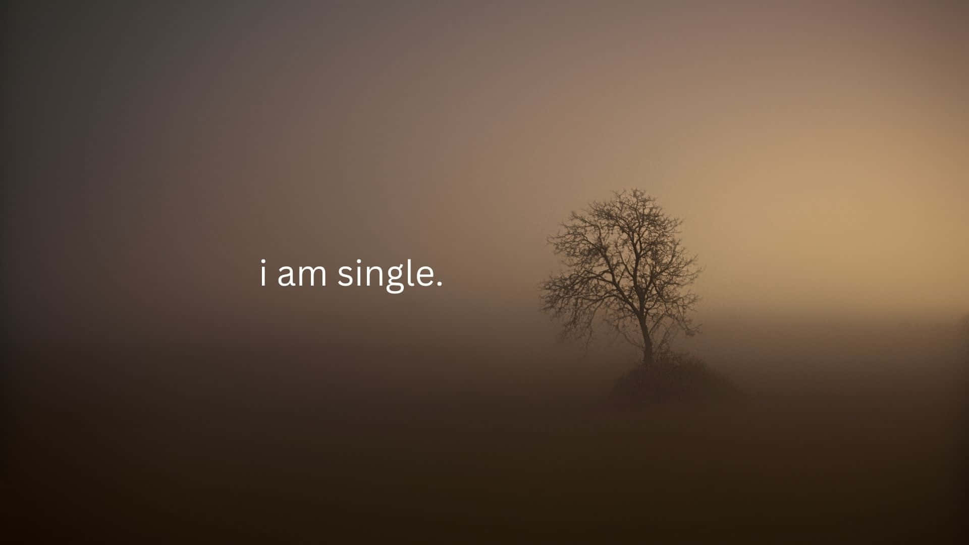 lone tree, fog, misty field, Full HD Desktop Wallpaper