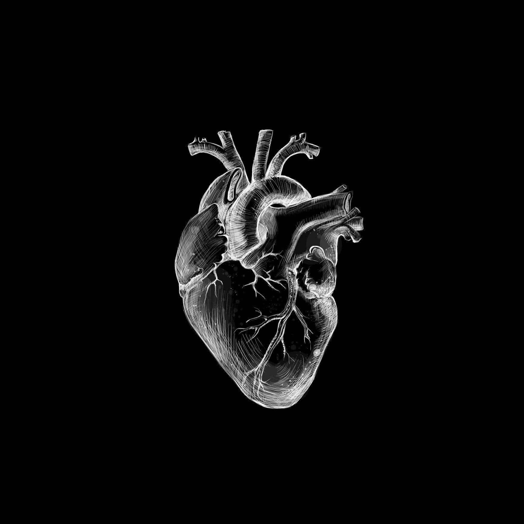 realistic heart pfp, white anatomical heart illustration, intricate line work, HD Desktop Wallpaper