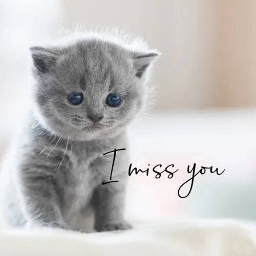 I miss you kitten, soft gray kitten, bright blue eyes, SD Desktop Wallpaper