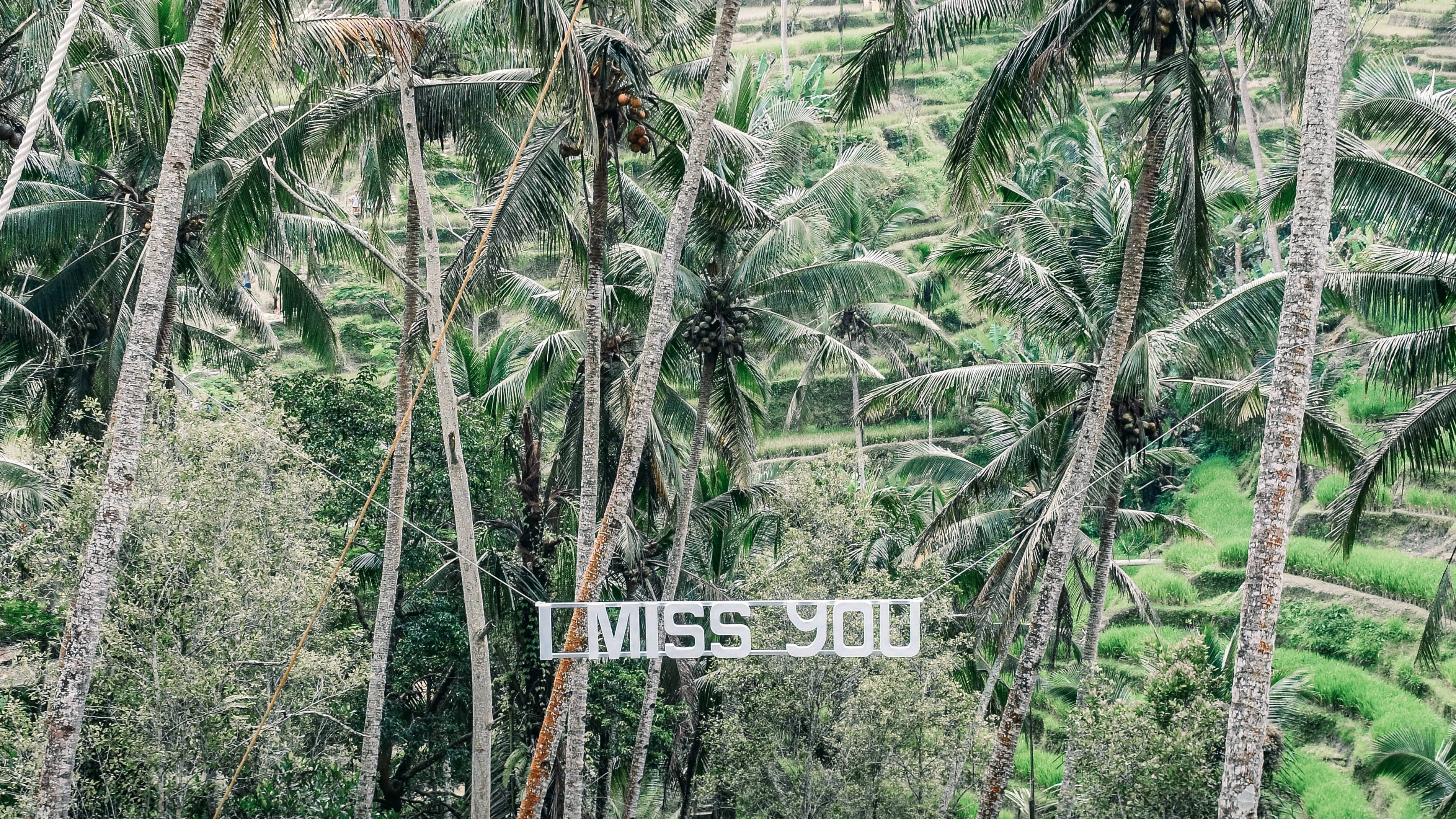 I MISS YOU, palm trees, lush green rice terraces, 4K Desktop Wallpaper