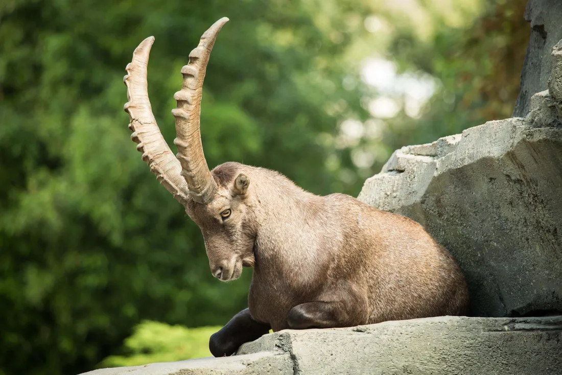 Ibex