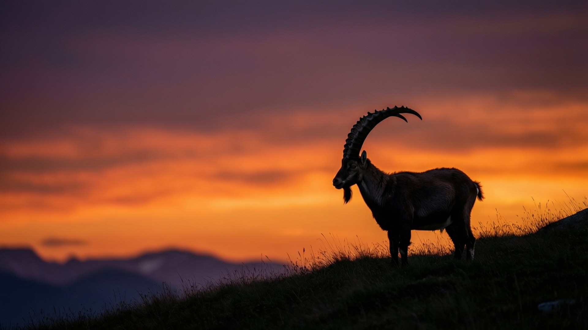 Ibex, silhouette, sunset, Full HD Desktop Wallpaper