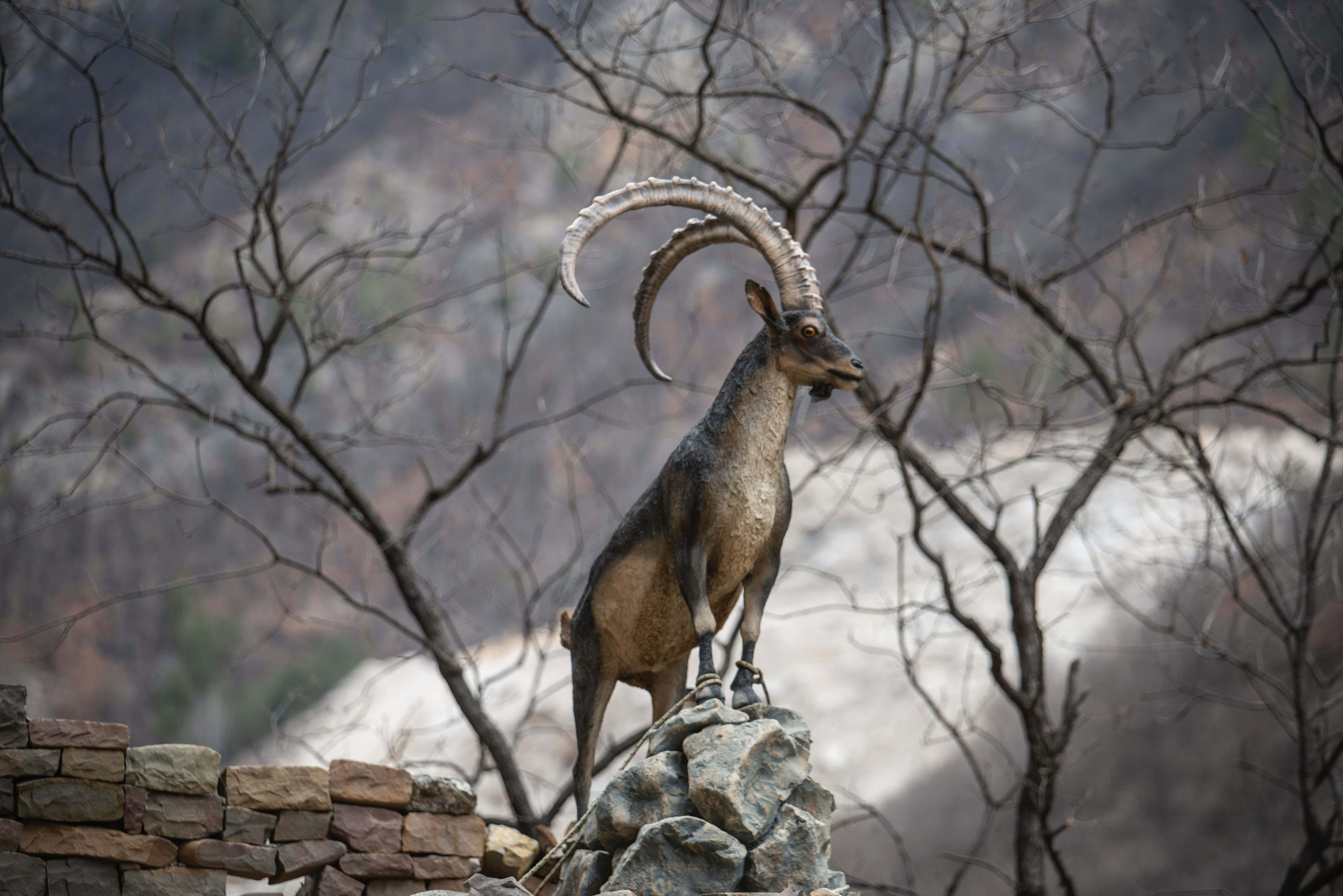 ibex, rocky outcrop, curved horns, 4K Desktop Wallpaper
