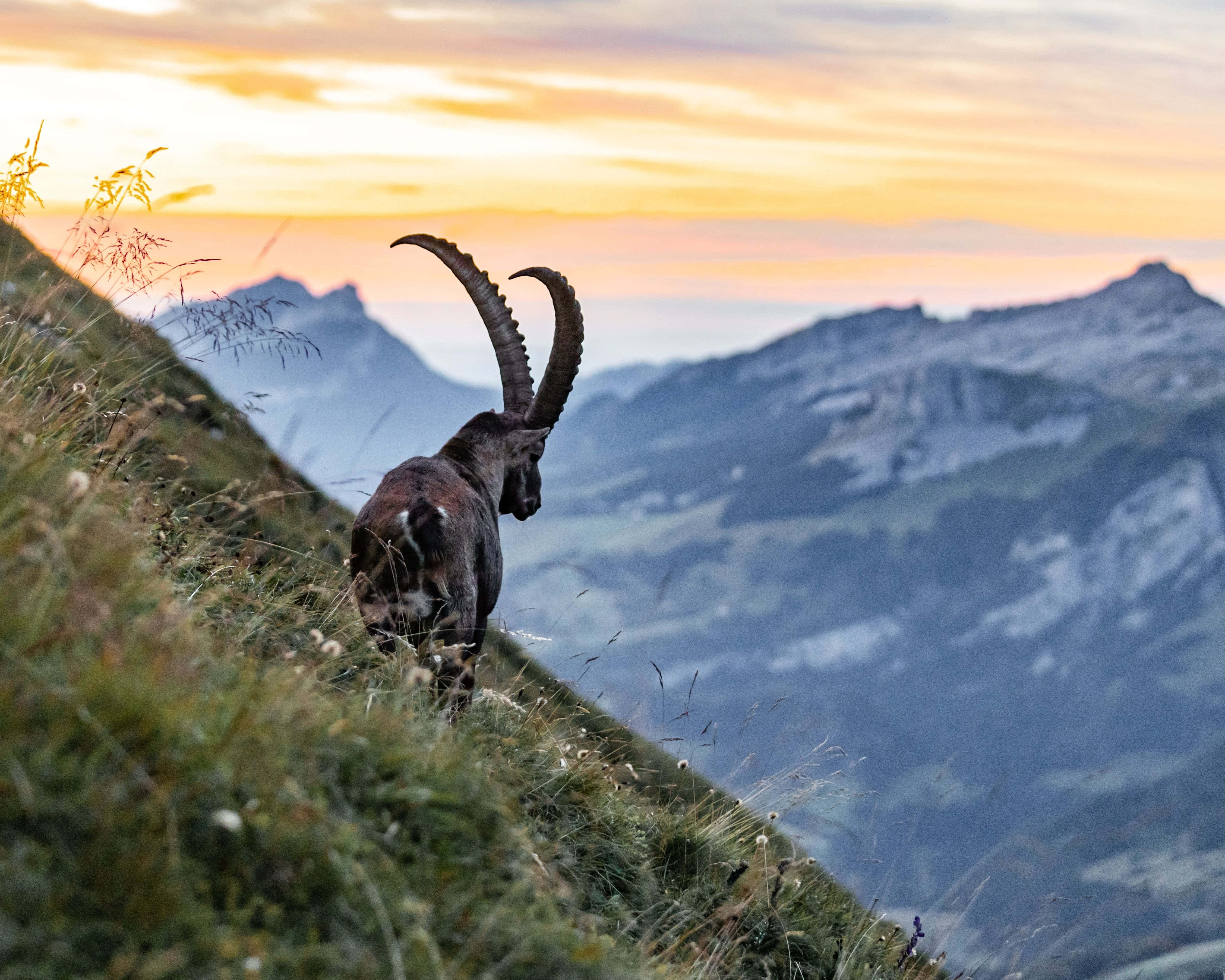 Ibex, sunset, mountainous terrain, 4K Desktop Wallpaper