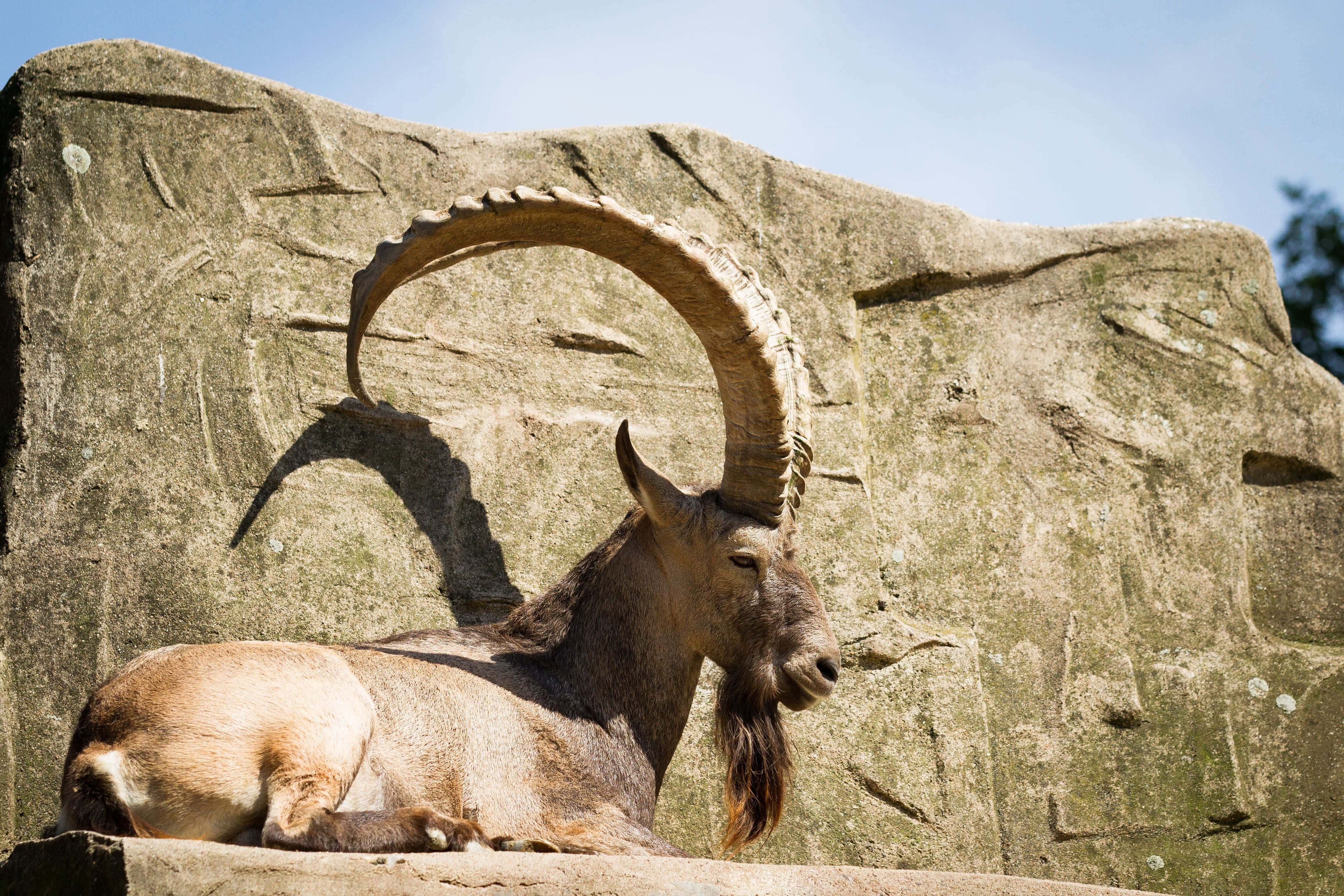 Ibex, rock formation, sunlit, 4K Desktop Wallpaper