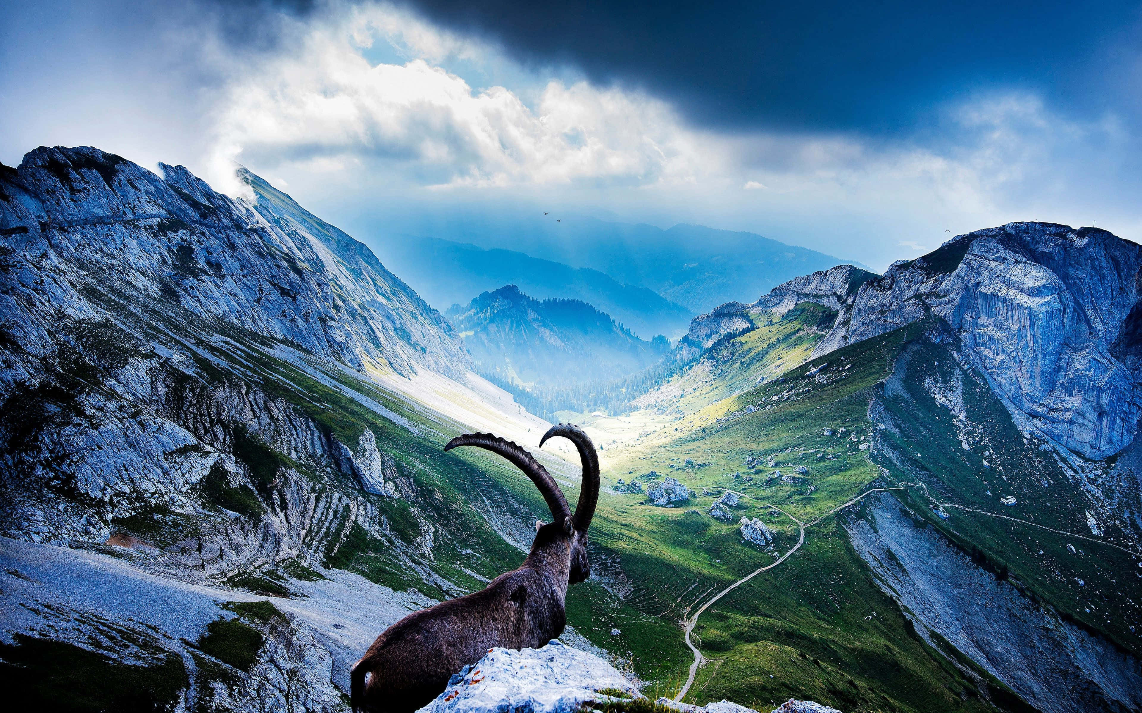 ibex, snowy mountain ridge, vast green valley, 4K Desktop Wallpaper