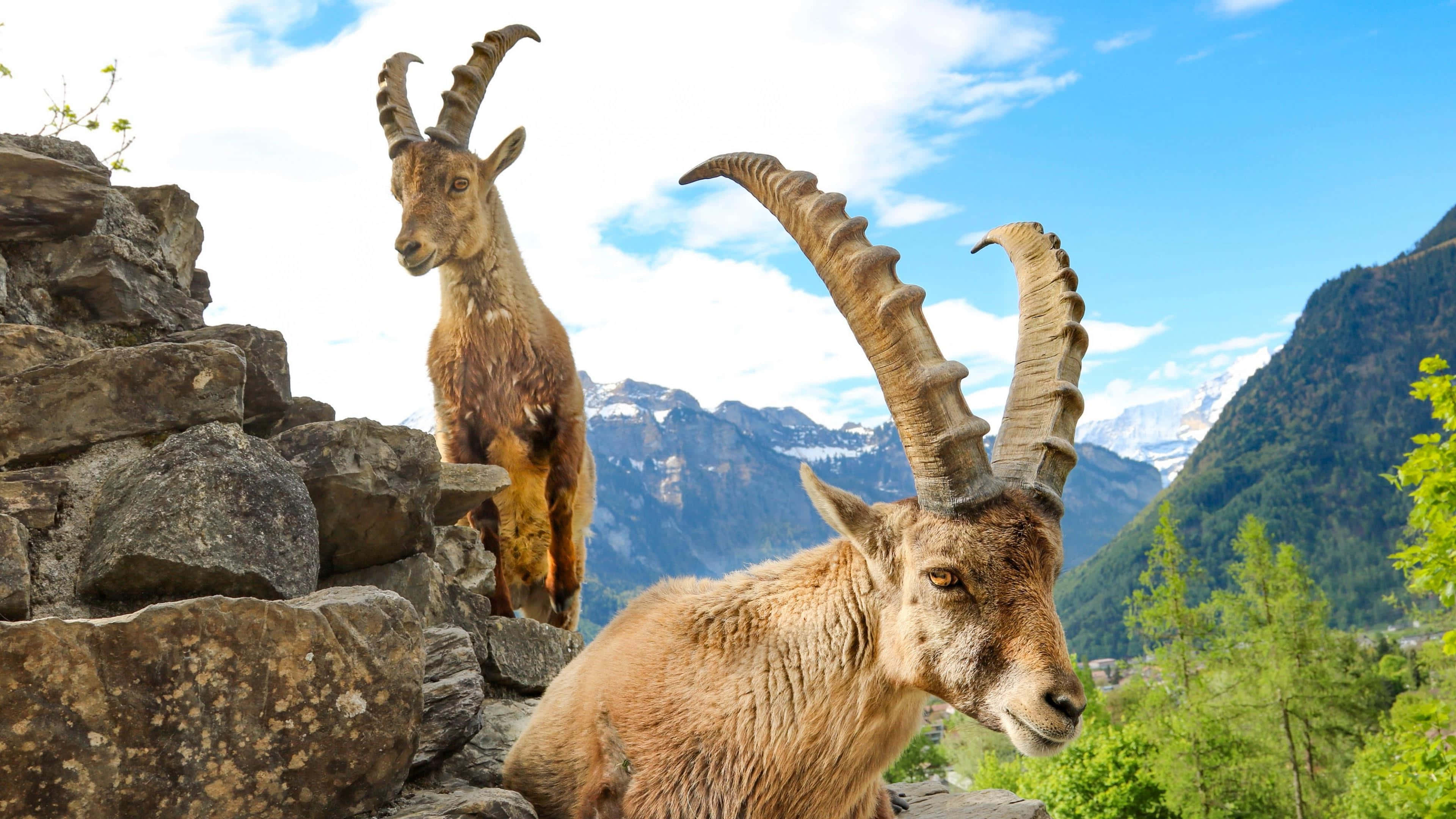 majestic ibexes, rugged rocks, snow-capped mountains, 4K Desktop Wallpaper