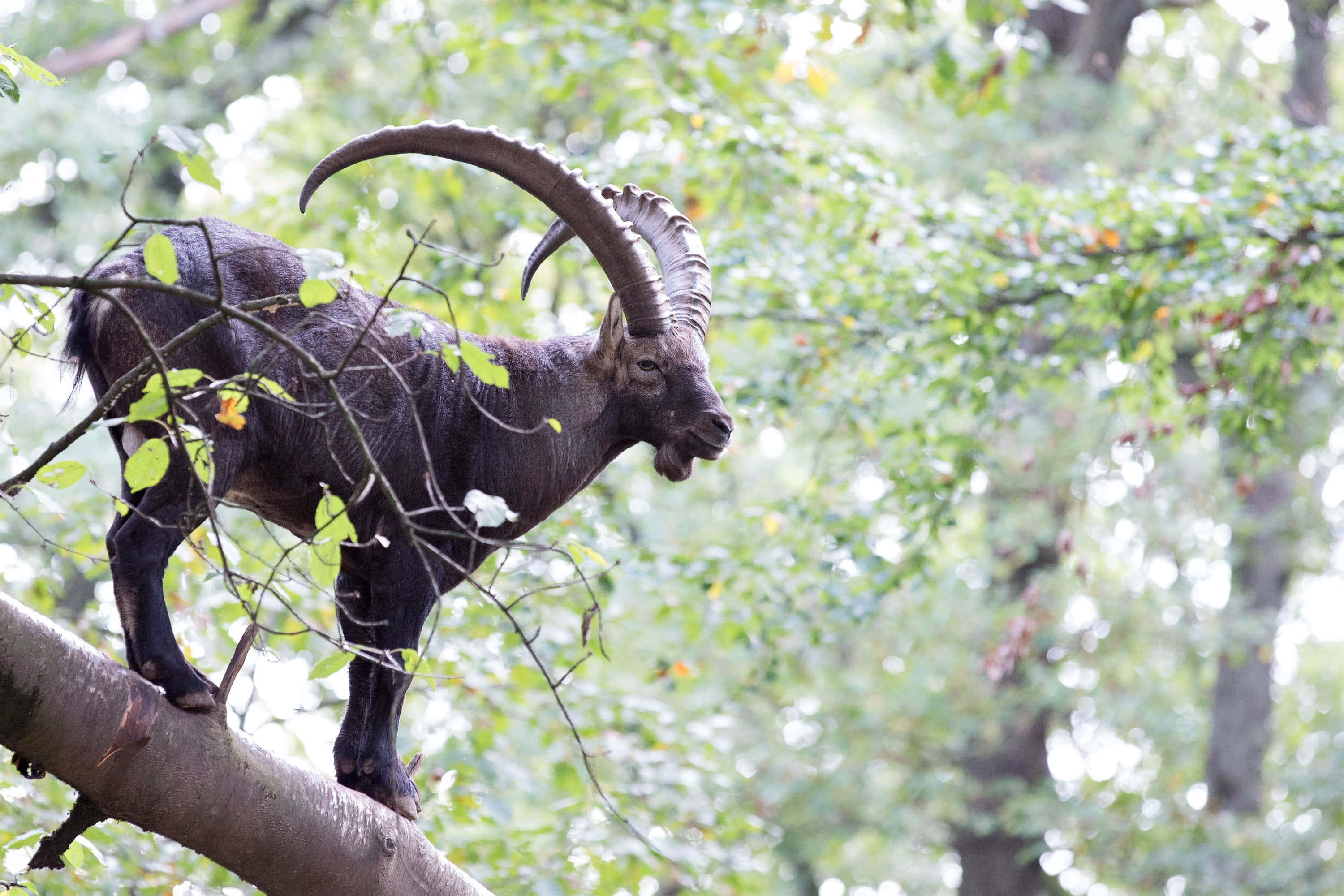 ibex, tree branch, massive curved horns, 2K Desktop Wallpaper