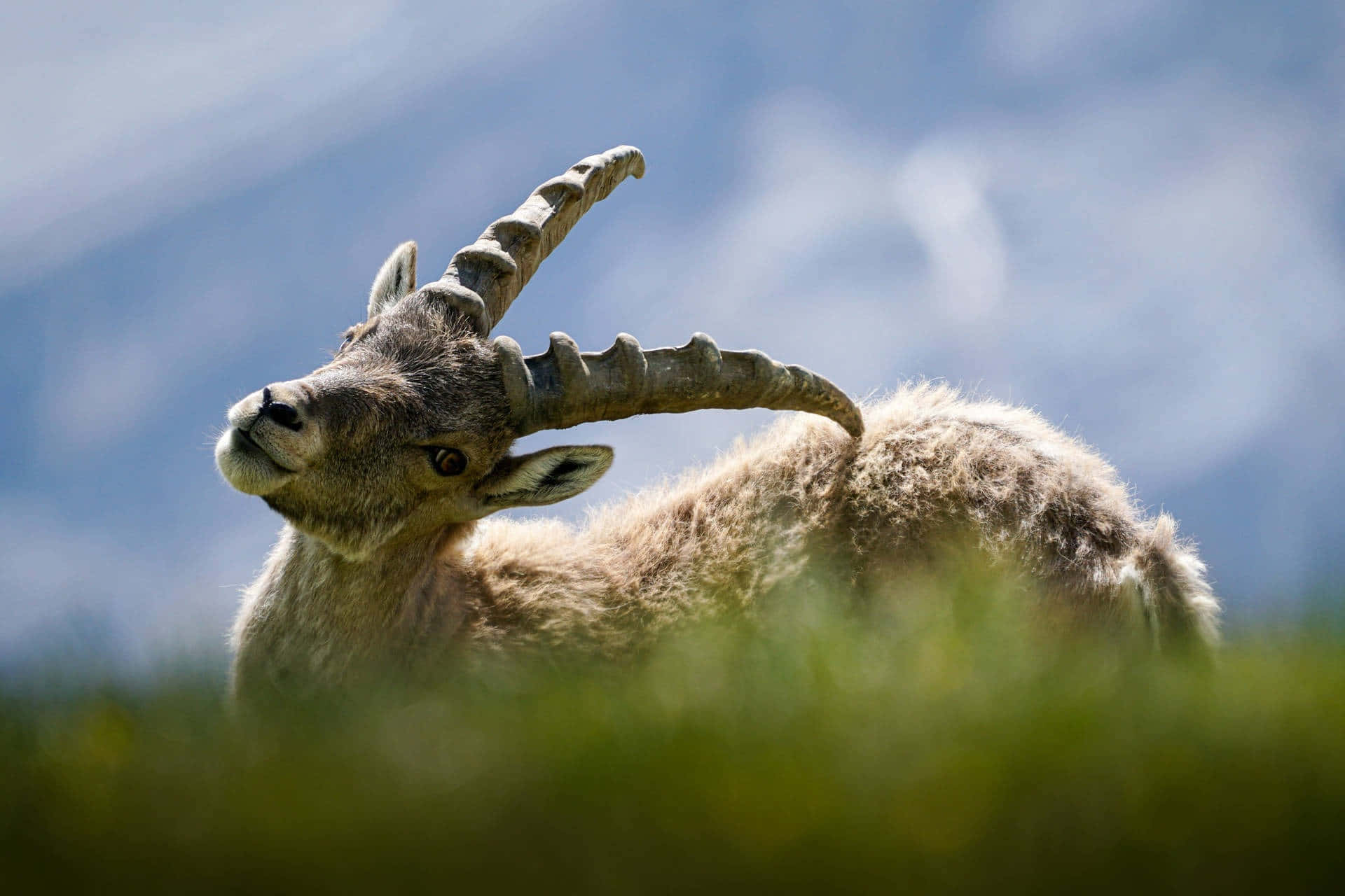 Ibex, curved horns, sunlit green grass, Full HD Desktop Wallpaper