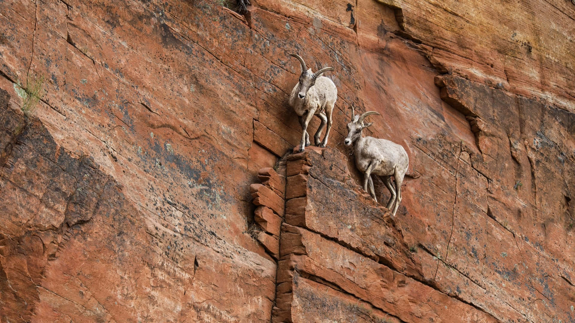 Ibex, cliff, red rock, Full HD Desktop Wallpaper