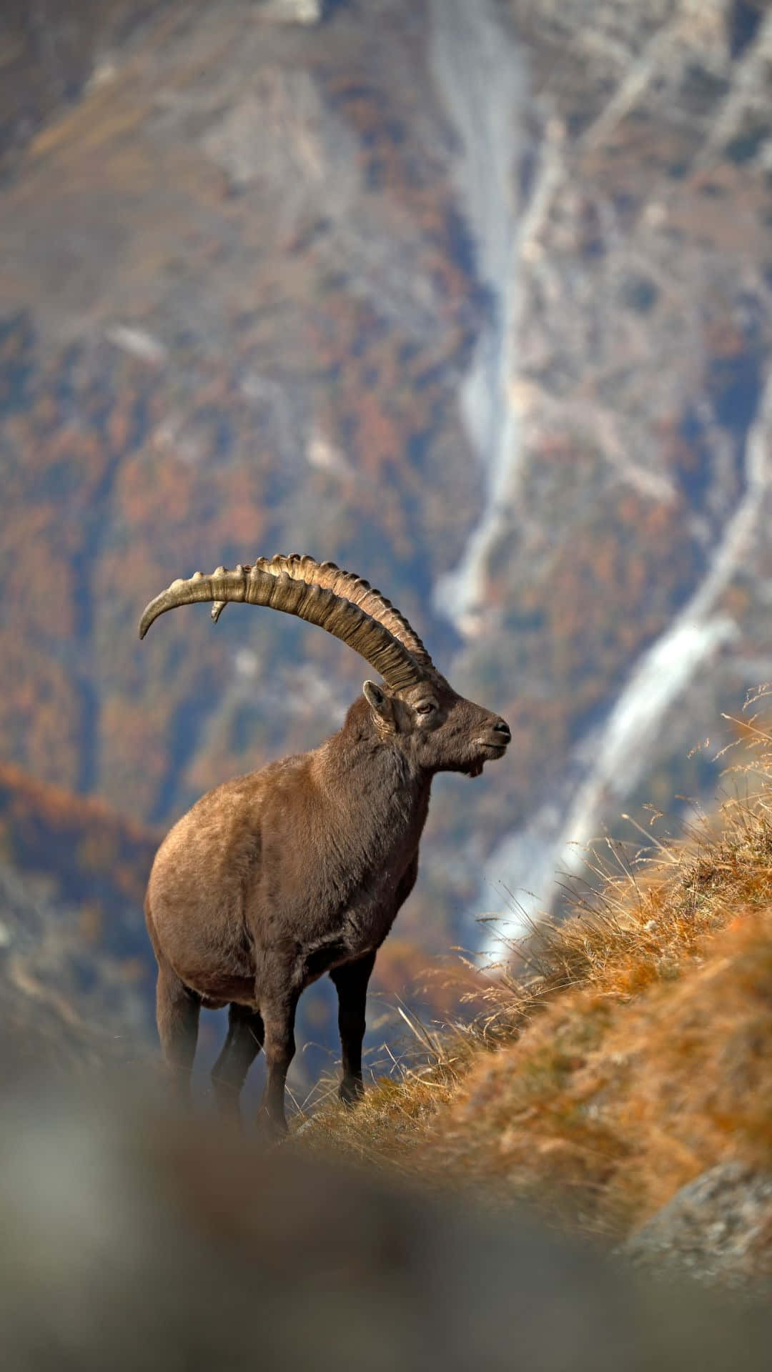 Ibex, sunlit mountain slope, waterfall, Full HD Phone Wallpaper