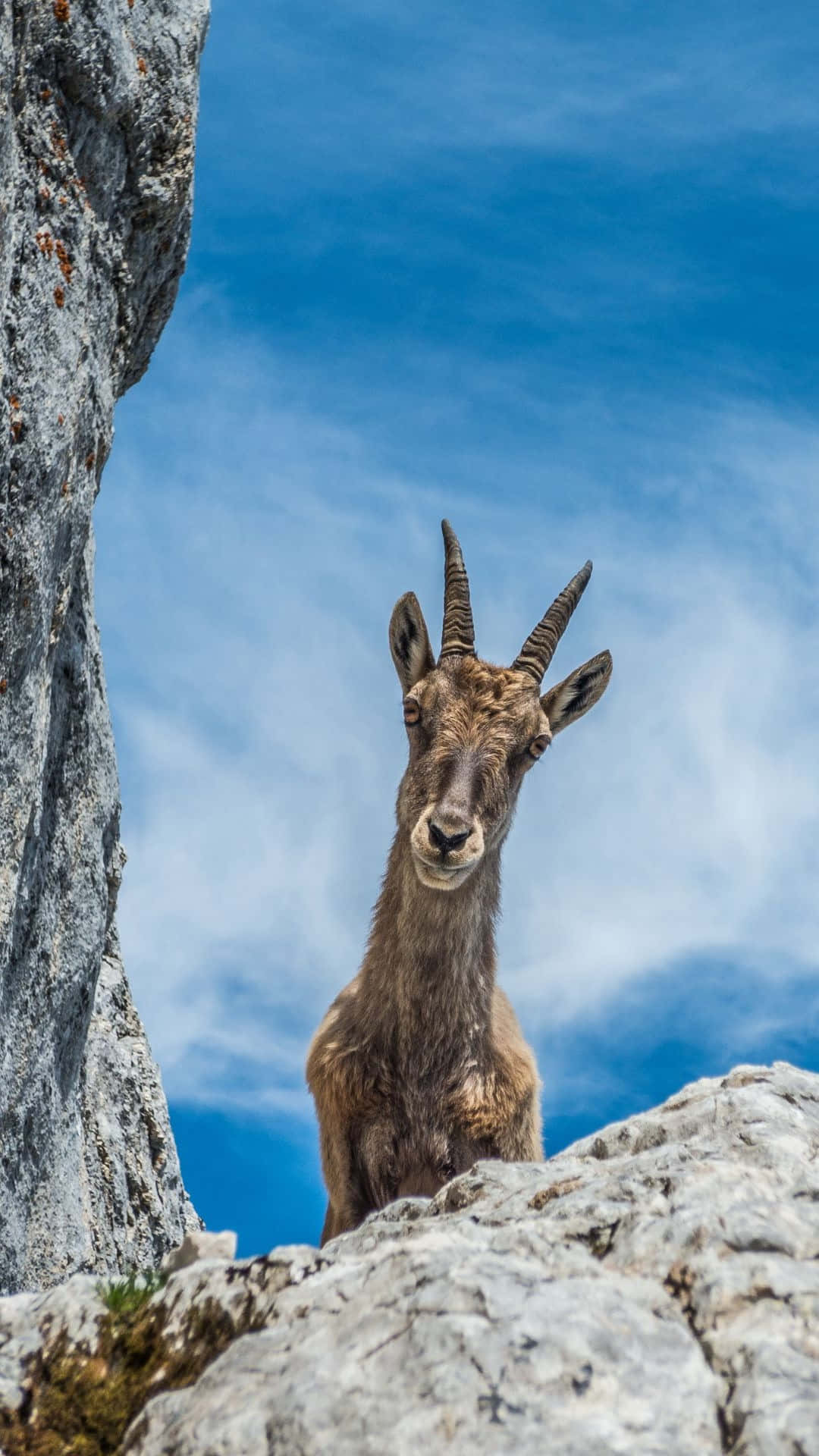 Ibex, mountain ridge, rocky cliff, Full HD Phone Wallpaper