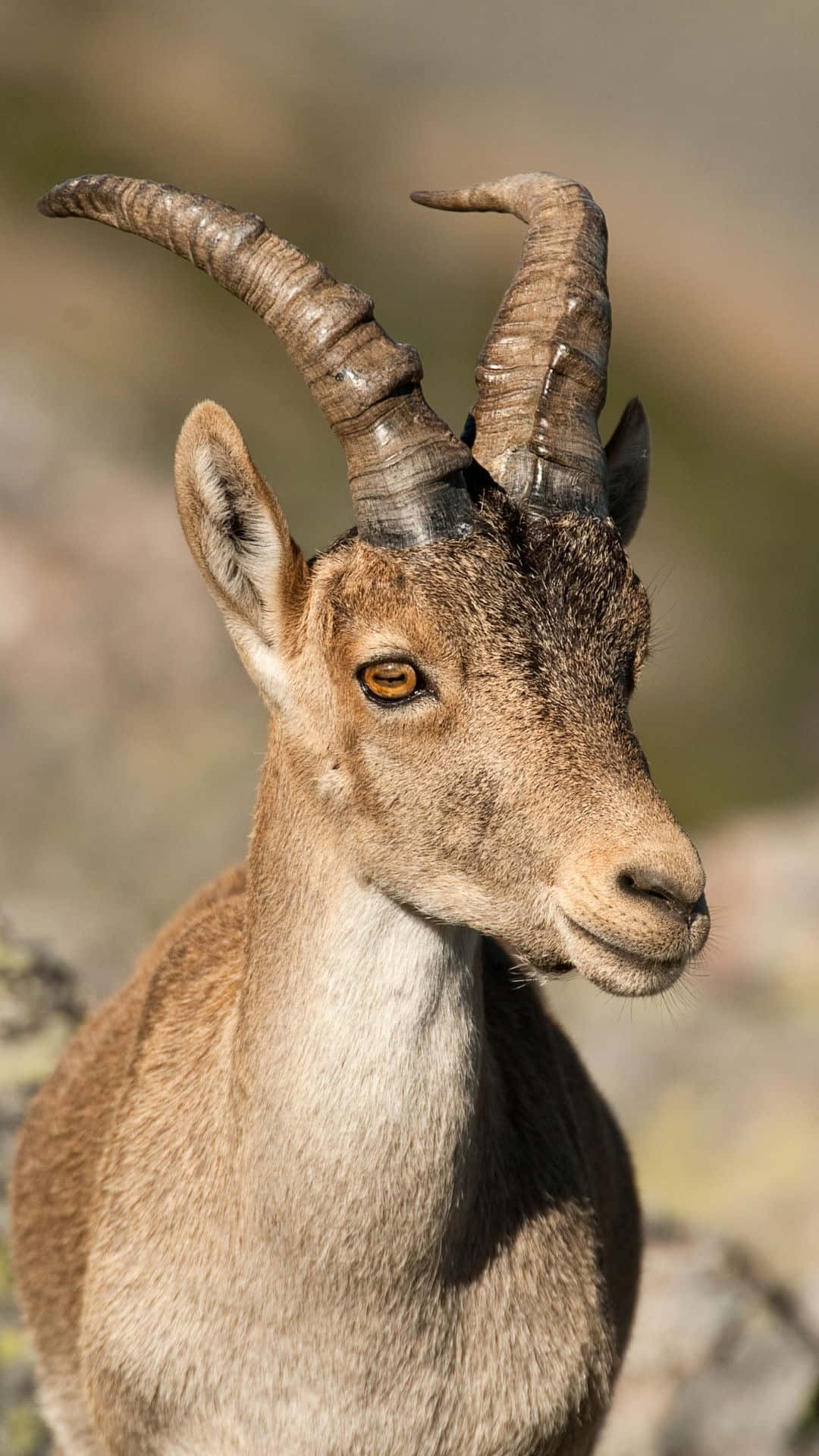 ibex, curved horns, amber eyes, Full HD Phone Wallpaper