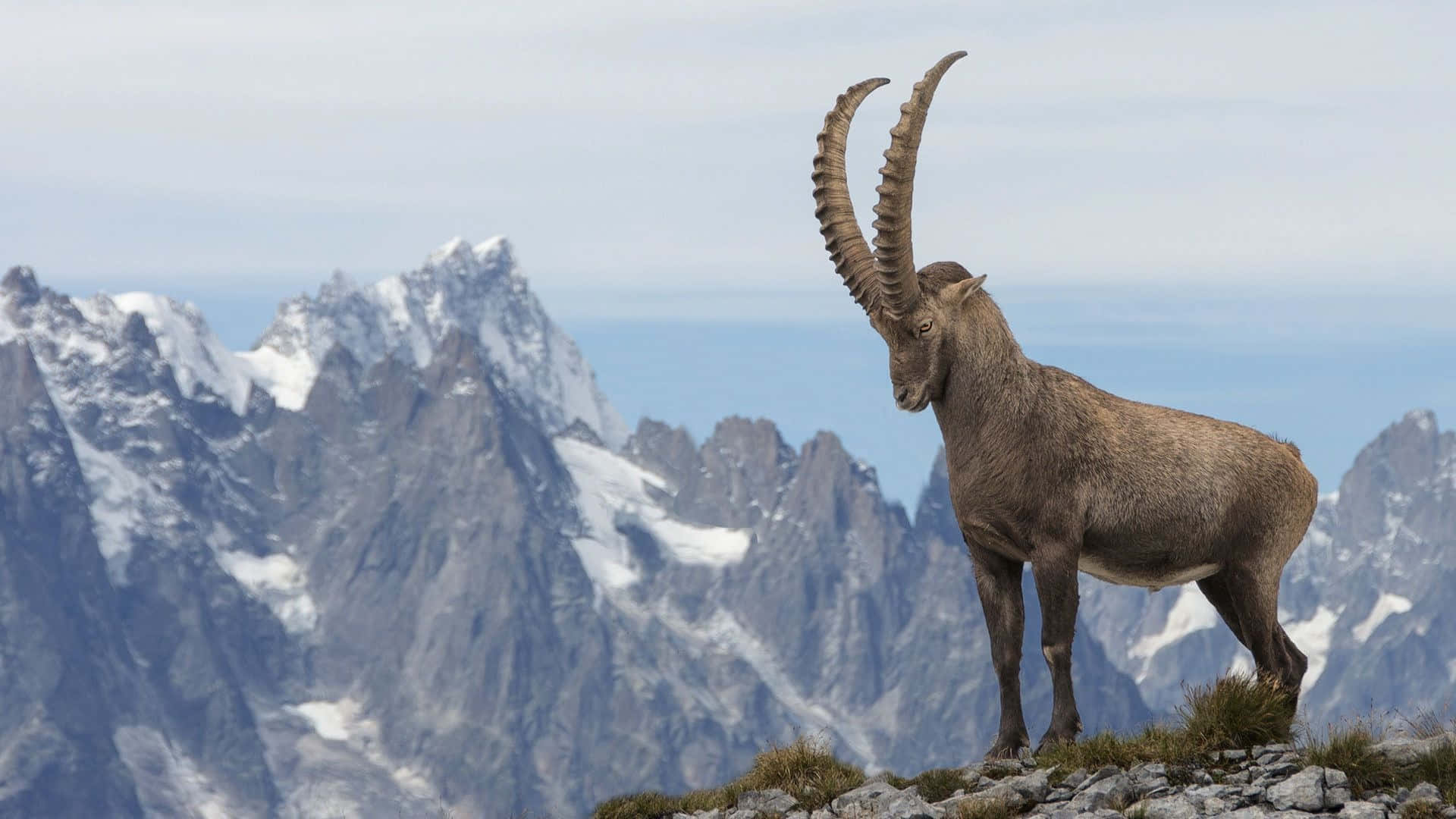 ibex, rocky mountain ridge, snow-capped peaks, Full HD Desktop Wallpaper