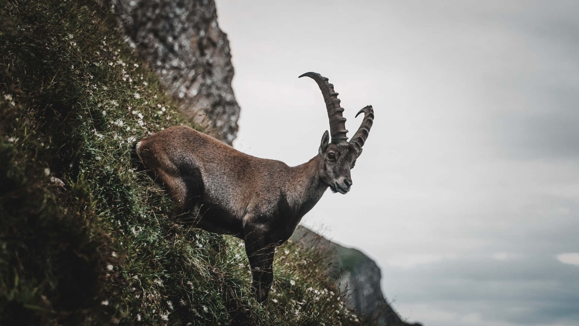 Ibex, mountain ledge, grassy cliffside, HD Desktop Wallpaper