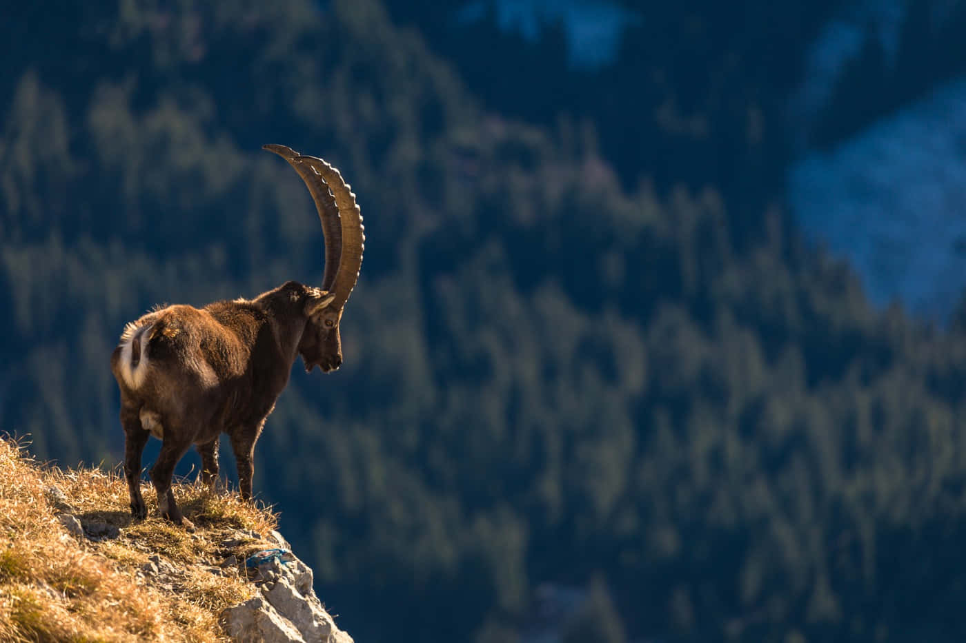 ibex, mountain ridge, sunlit cliff, HD Desktop Wallpaper